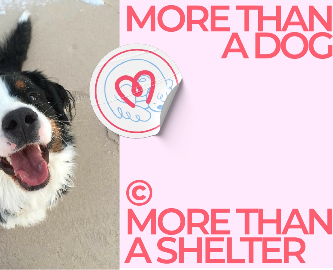 Парк-приют "Больше, чем собака" — Брендинг на Dprofile