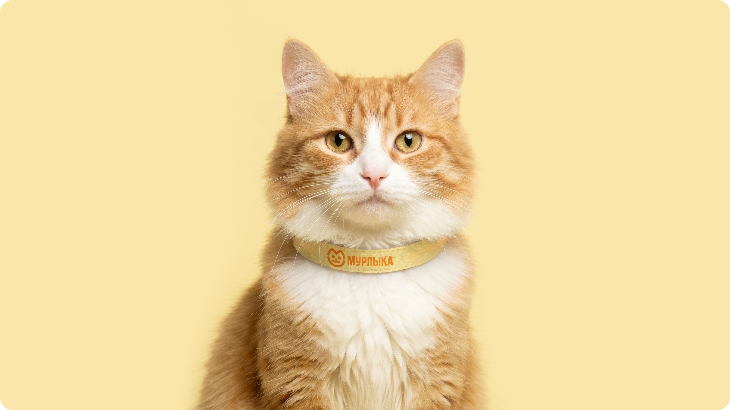 Мурлыка — брендинг кошачье гостиницы — Изображение №15 — Брендинг на Dprofile