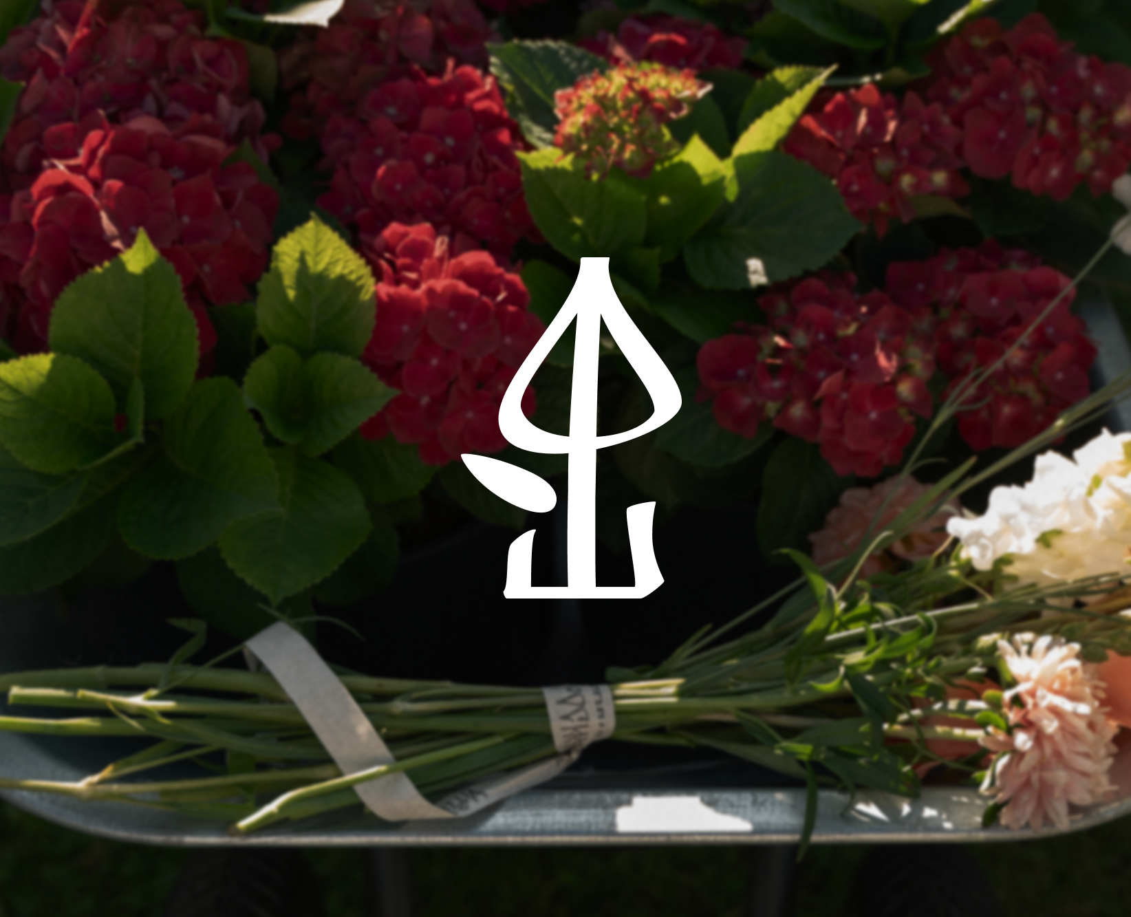 ФРОСИНА ТЕПЛИЦА — фирменный стиль цветочного магазина — Брендинг на Dprofile