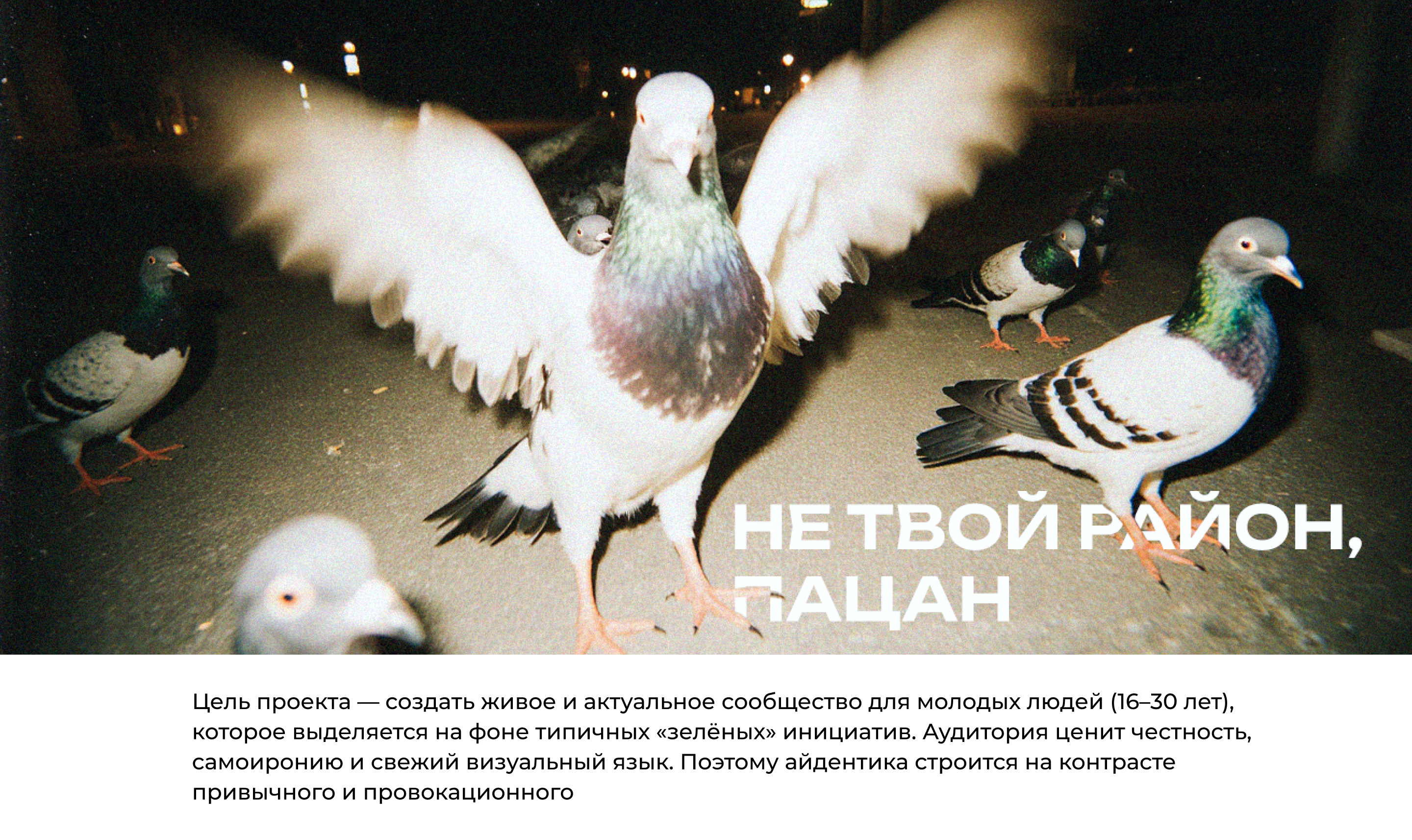 Эко сообщество «Московские голуби» — Изображение №3 — Брендинг, Маркетинг на Dprofile