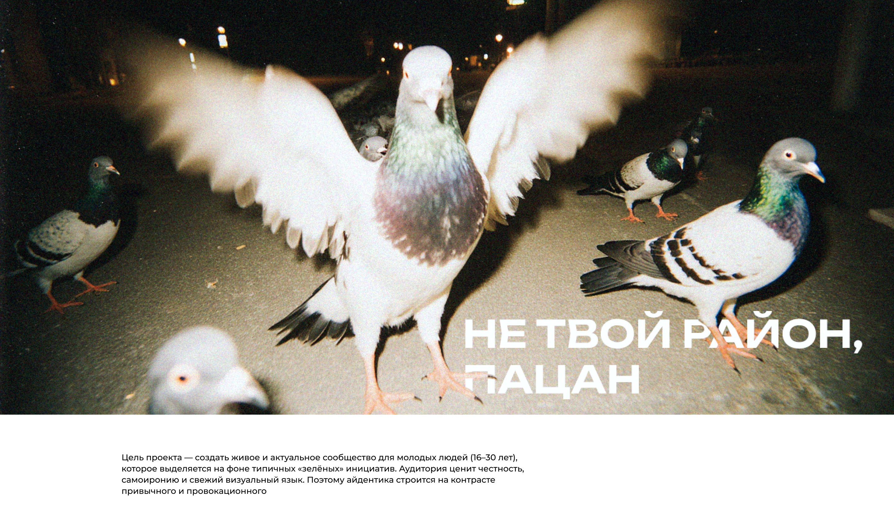 Эко сообщество «Московские голуби» — Изображение №3 — Брендинг, Маркетинг на Dprofile