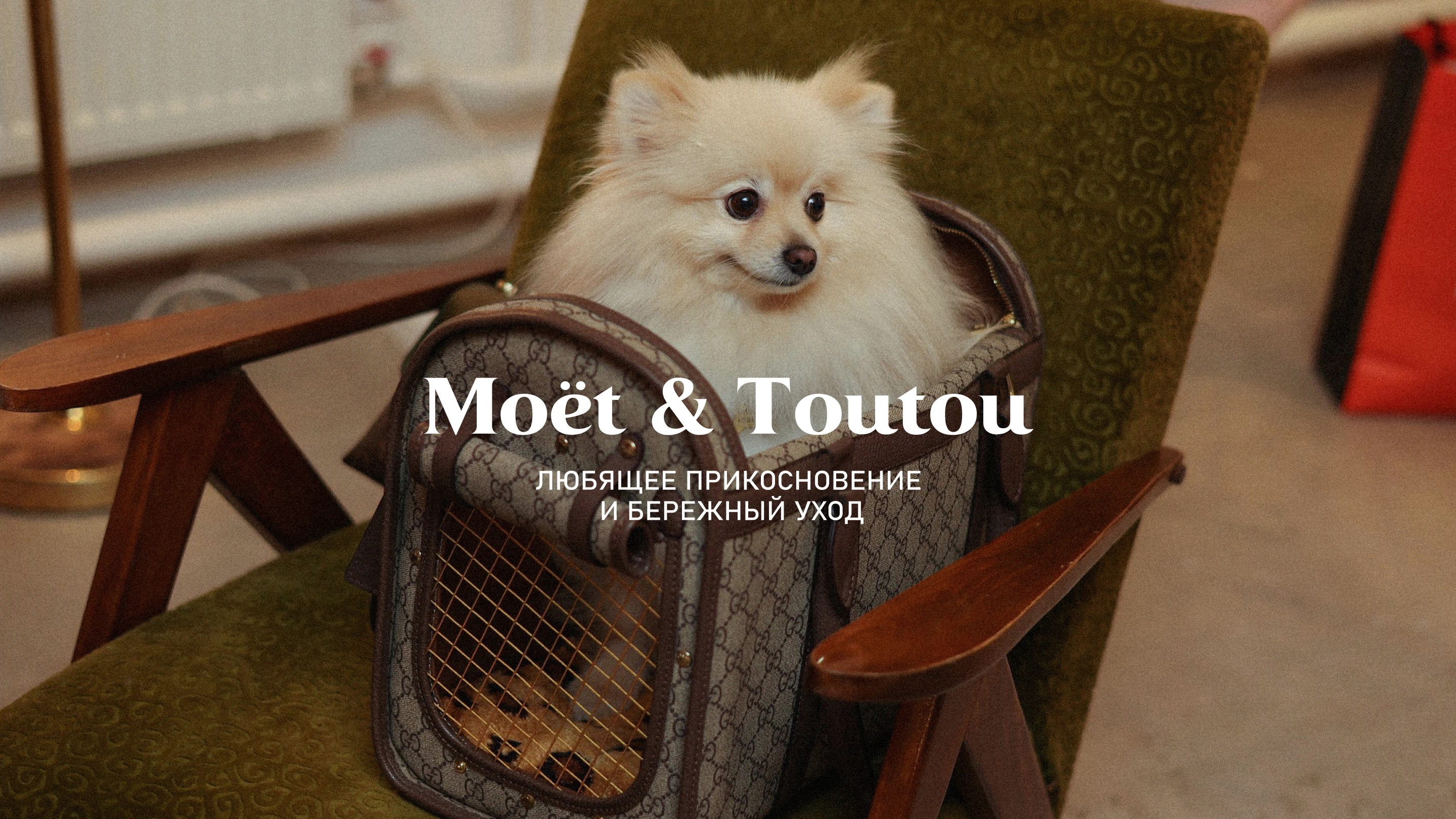 MOET & TOUTOU | Grooming salon — Изображение №1 — Брендинг на Dprofile