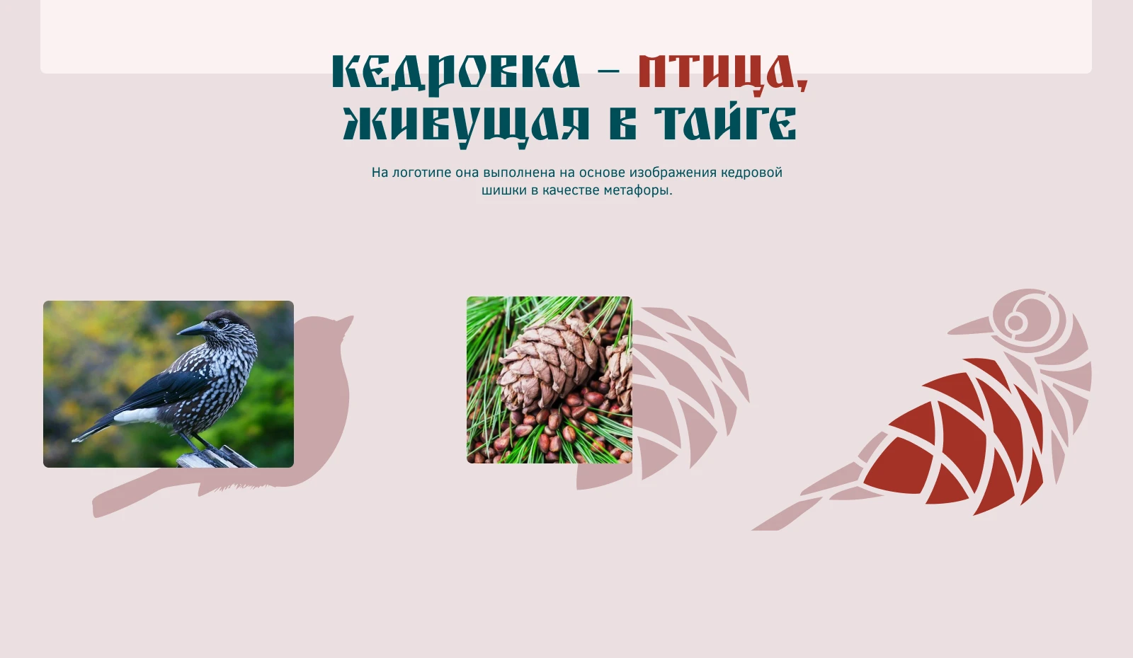 Разработка фирменного стиля для базы отдыха "Кедровка" — Изображение №8 — Брендинг на Dprofile