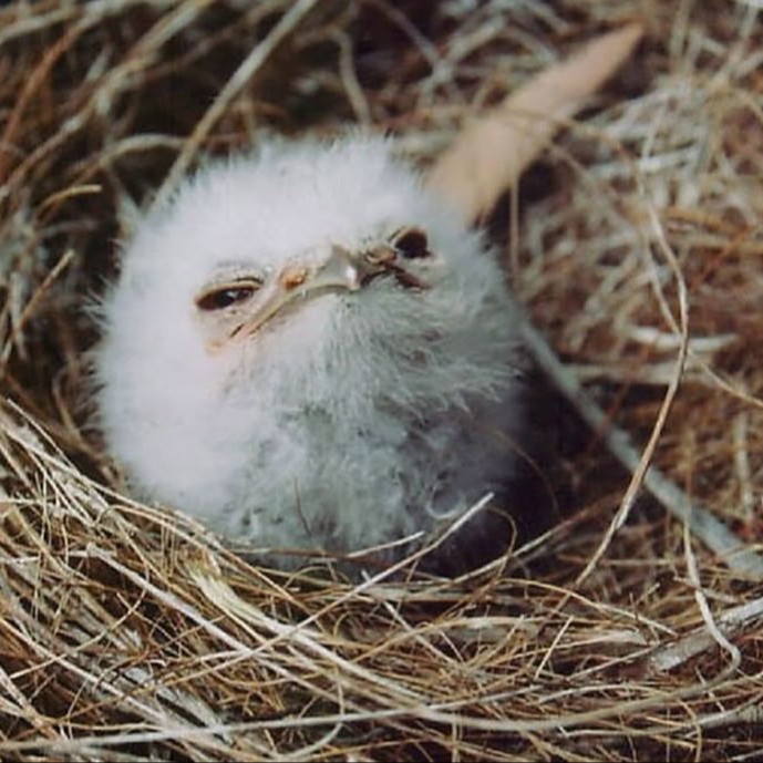 Аватар пользователя Софья Донская