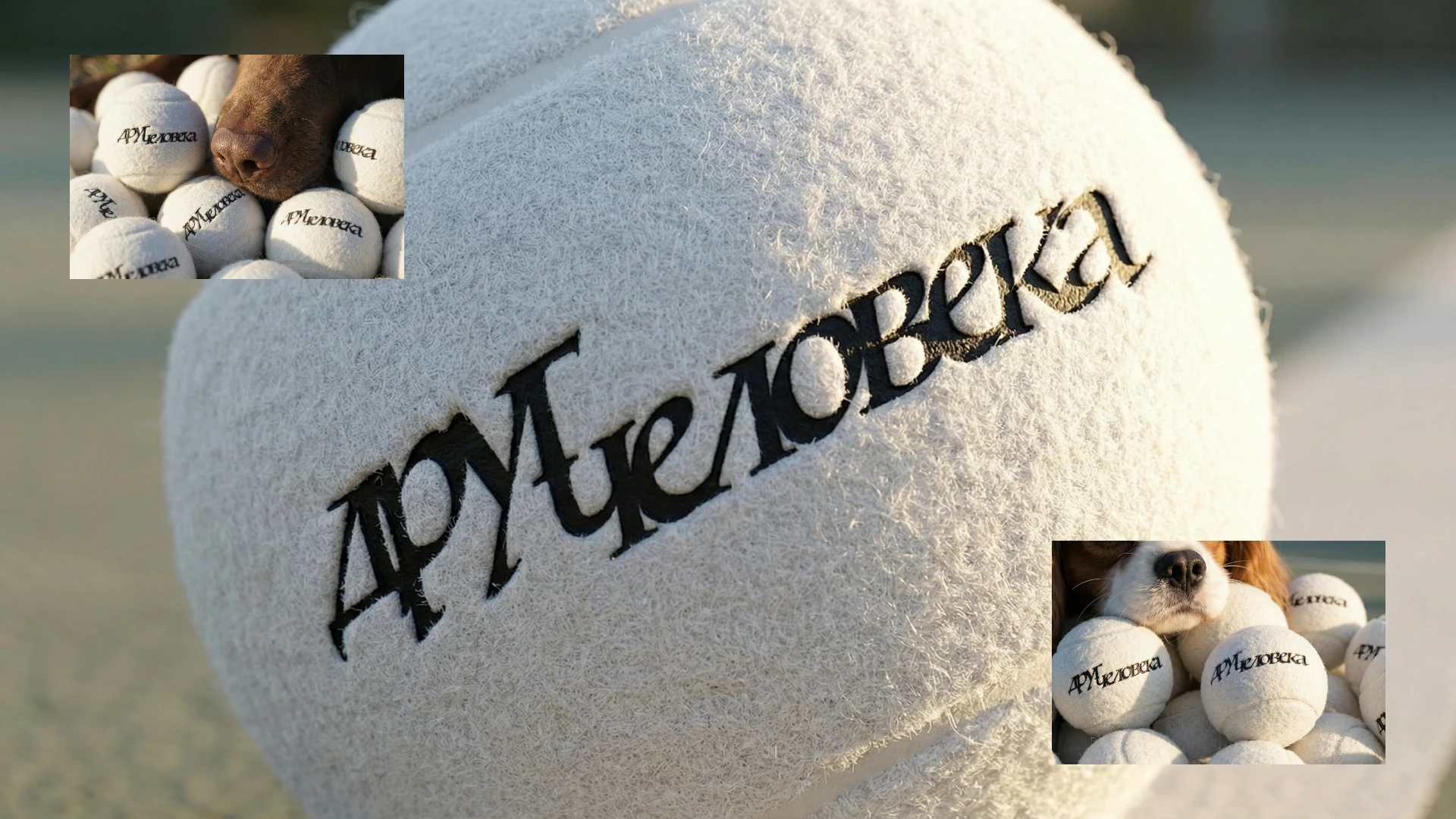 ДРУГ ЧЕЛОВЕКА — Изображение №13 — Брендинг на Dprofile