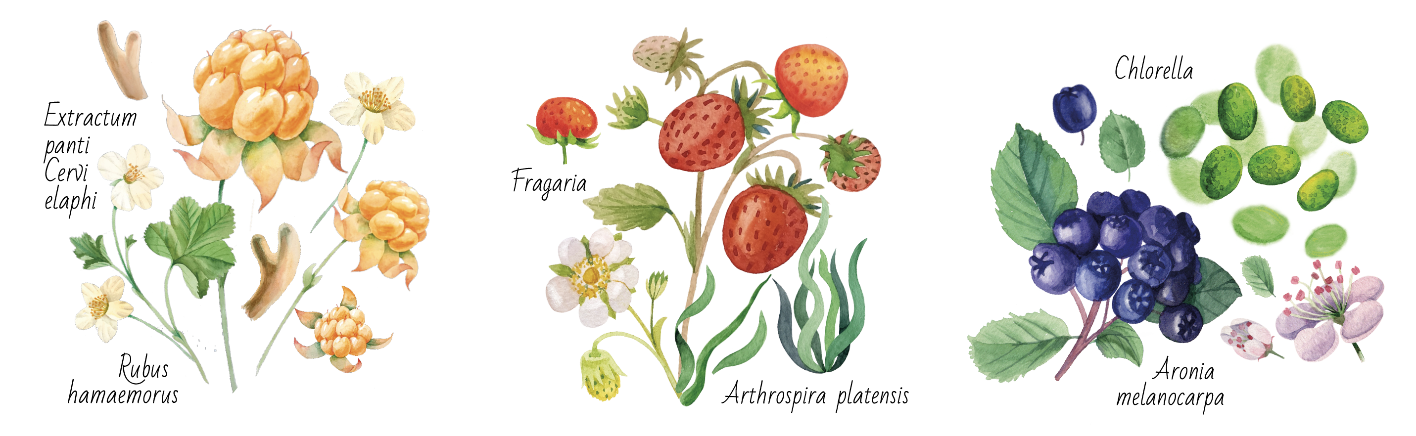 Дизайн серии этикеток для морсов — Изображение №2 — Брендинг на Dprofile