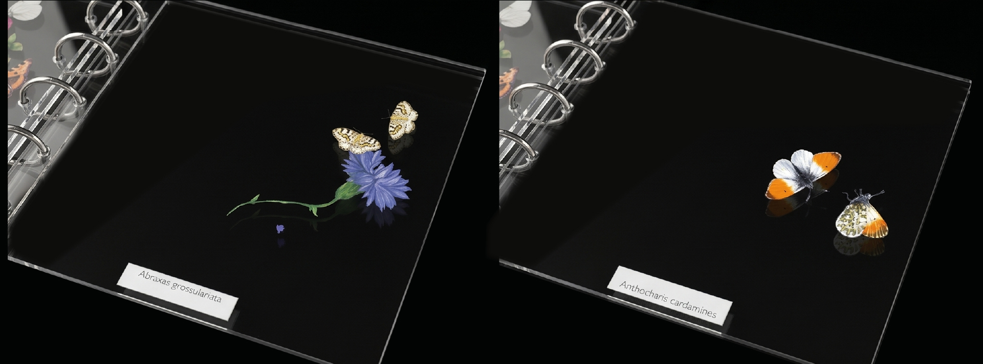 LEPIDOPTERA (a book about butterflies) — Изображение №4 — Иллюстрация, Графика на Dprofile