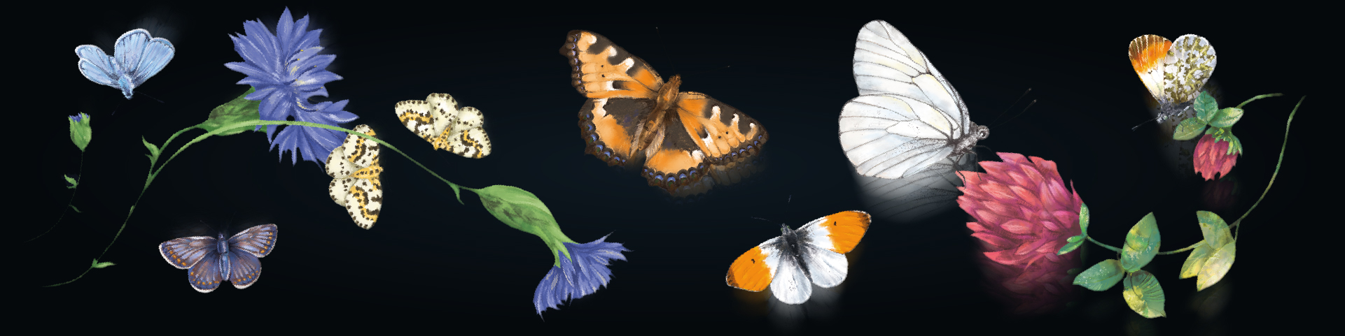 LEPIDOPTERA (a book about butterflies) — Изображение №1 — Иллюстрация, Графика на Dprofile