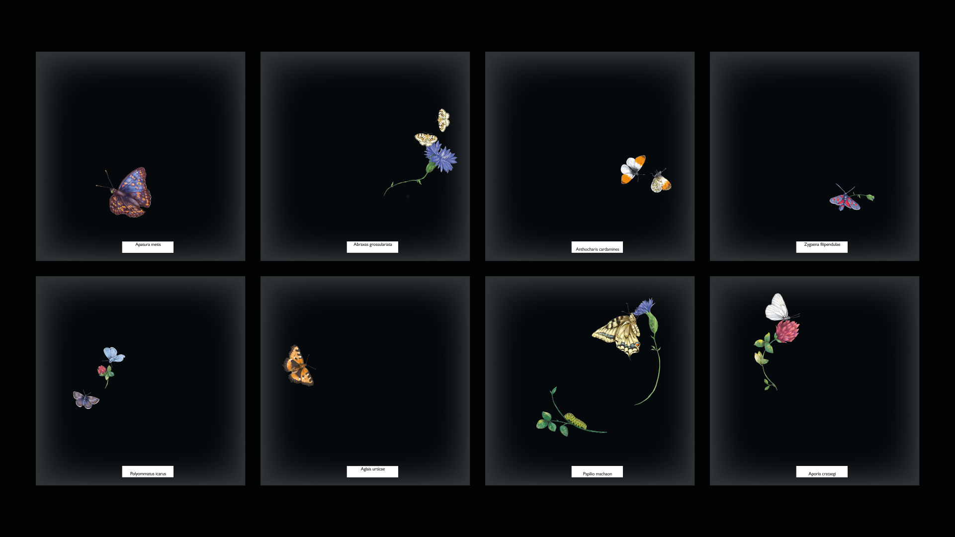 LEPIDOPTERA (a book about butterflies) — Изображение №3 — Иллюстрация, Графика на Dprofile