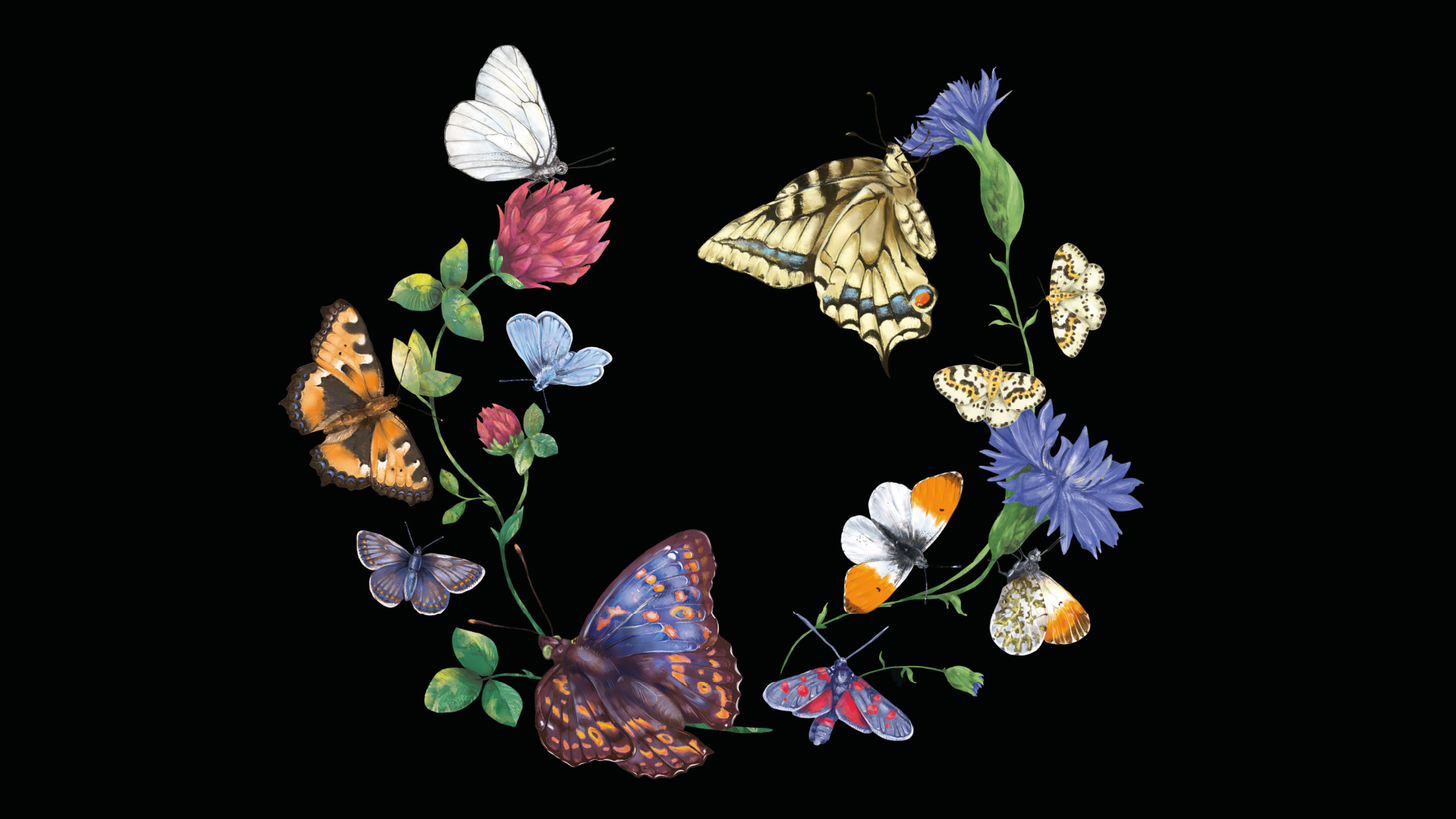 LEPIDOPTERA (a book about butterflies) — Изображение №2 — Иллюстрация, Графика на Dprofile