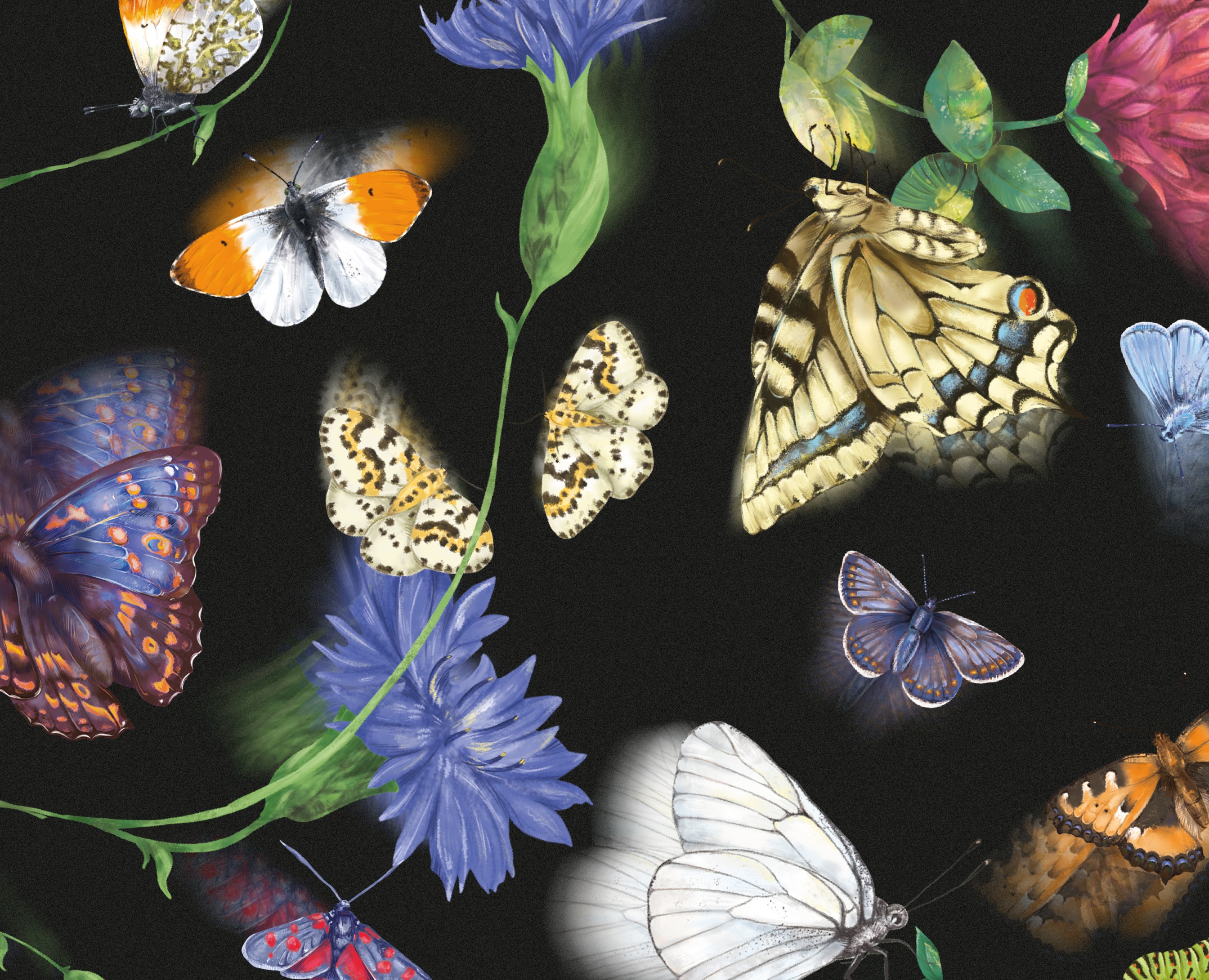 LEPIDOPTERA (a book about butterflies) на Dprofile