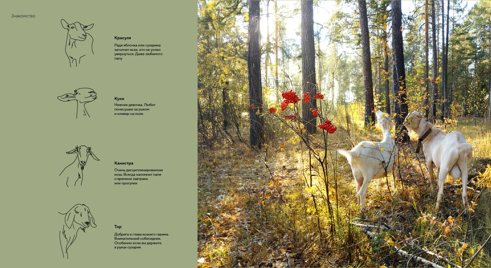 сыроварня "Любовь и козы" — Изображение №4 — Брендинг, Графика на Dprofile