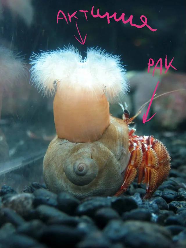 рак-отшельник и ракушка — Изображение №5 — Иллюстрация на Dprofile