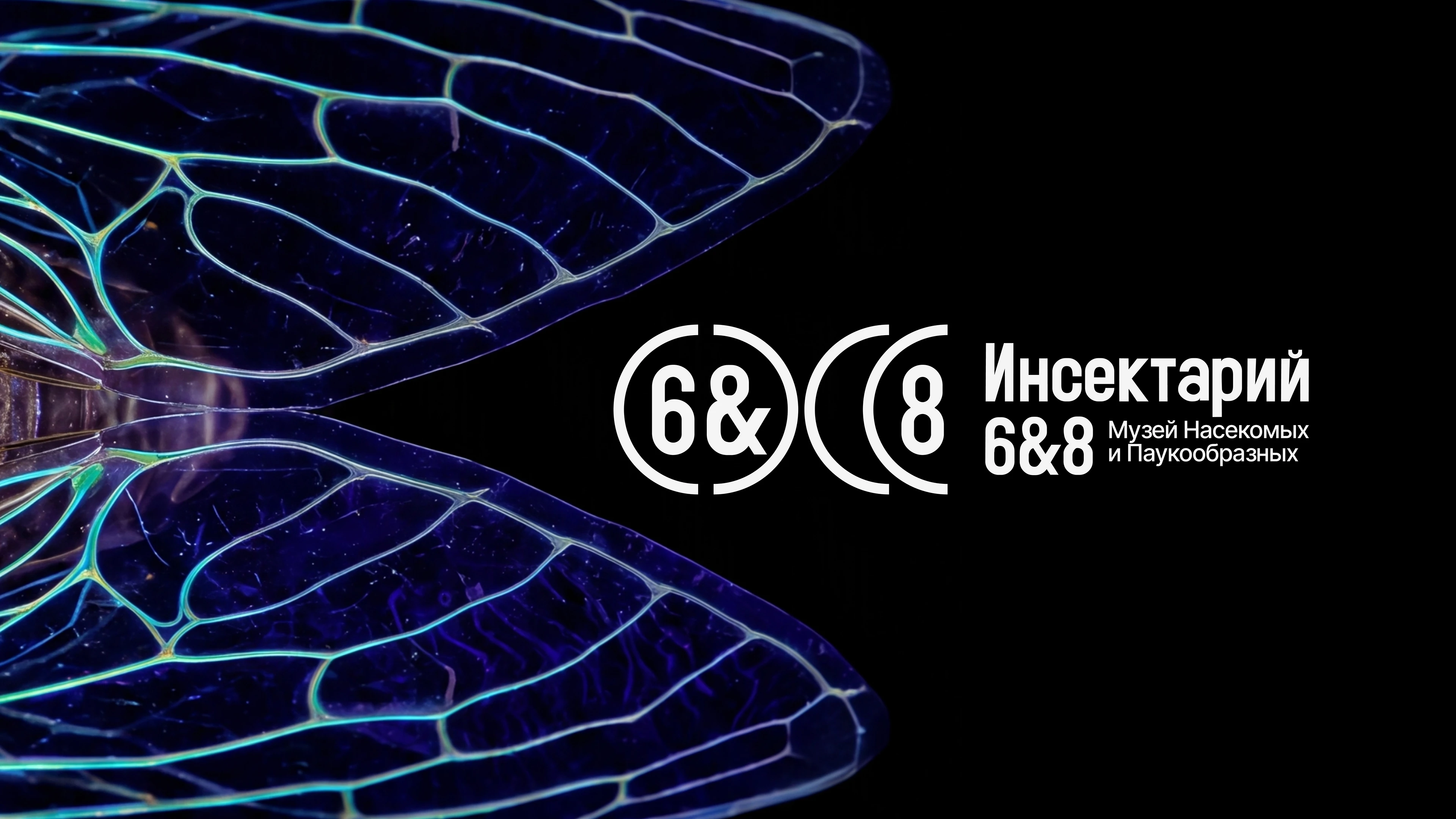 Айдентика для музея насекомых — Изображение №11 — Брендинг на Dprofile