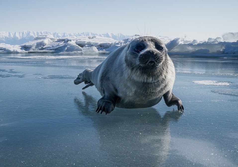 Тропа нерпы. Фото-тур — Изображение №3 — Брендинг на Dprofile