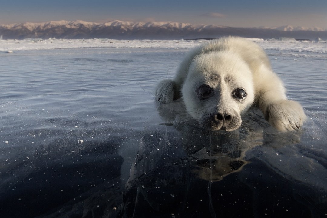 Тропа нерпы. Фото-тур — Изображение №7 — Брендинг на Dprofile