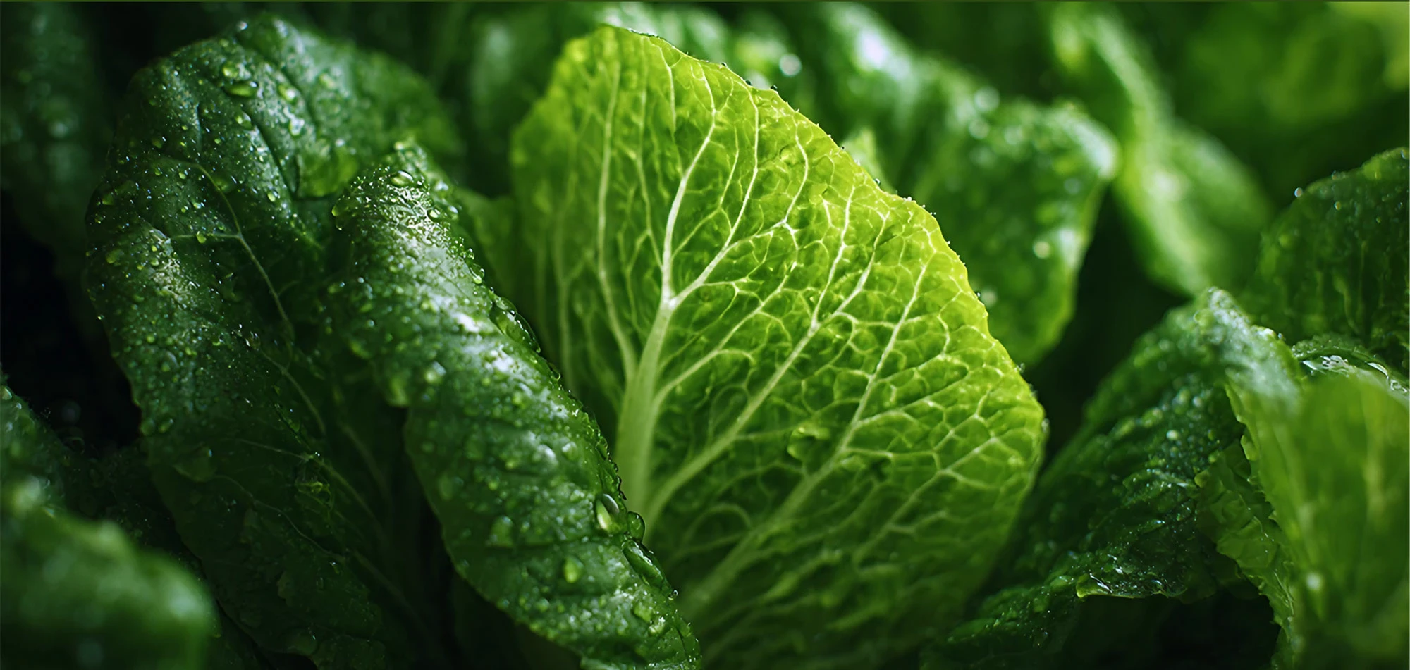 ФРИЛЛИС — айдентика кафе здорового питания — Изображение №3 — Брендинг на Dprofile