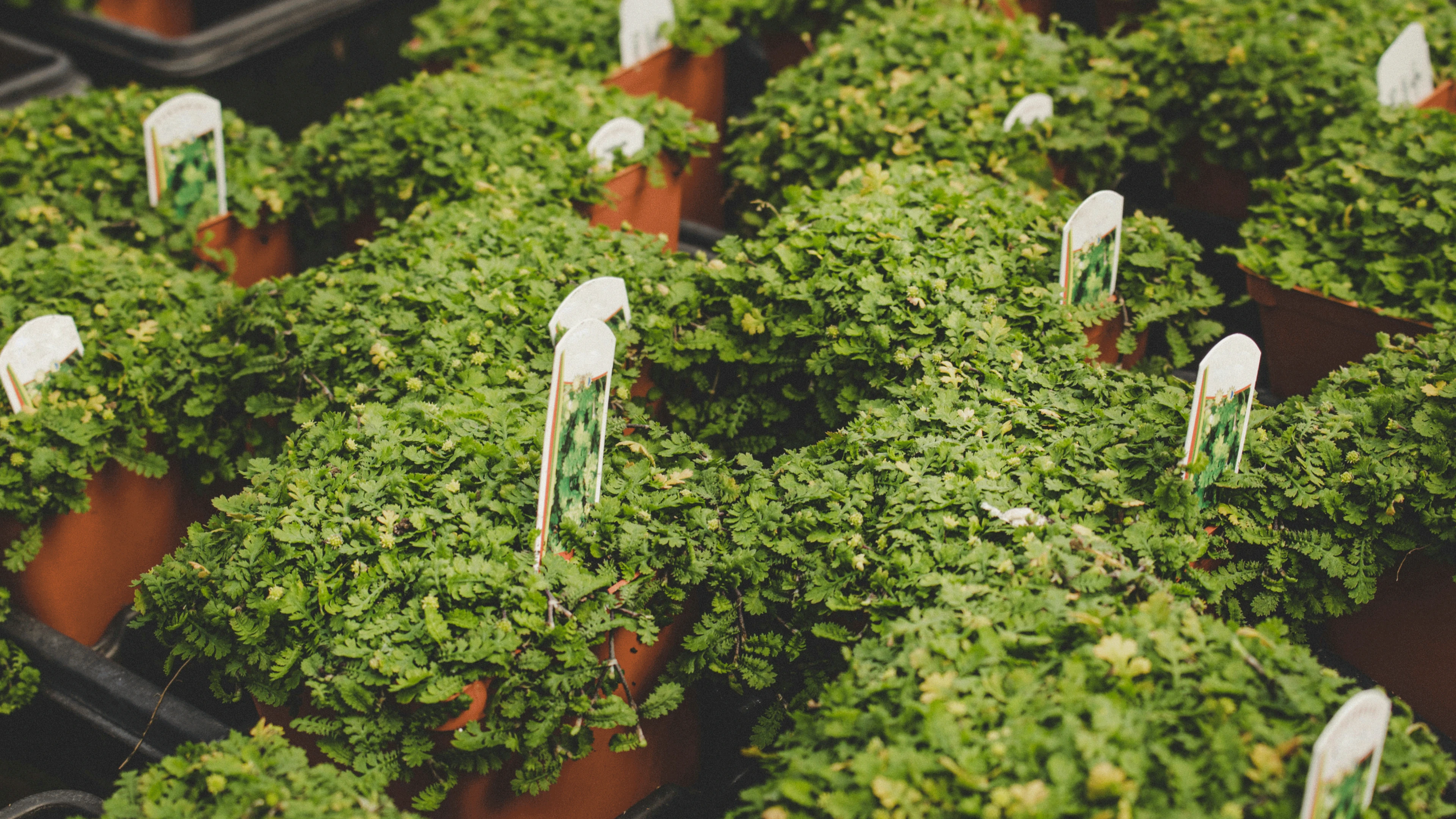 питомник «Братство Флоры» — Изображение №14 — Брендинг, Графика на Dprofile