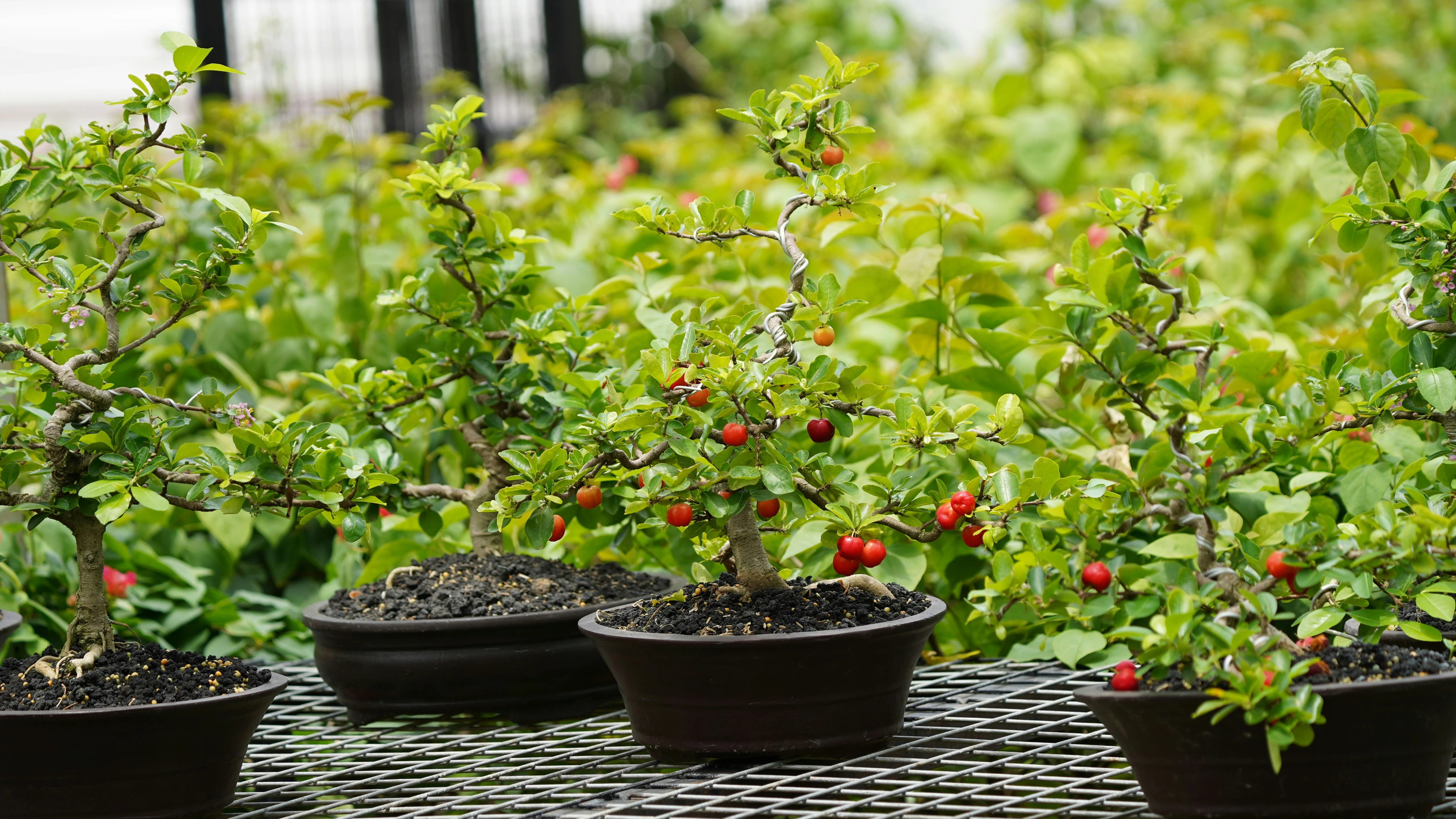 питомник «Братство Флоры» — Изображение №7 — Брендинг, Графика на Dprofile