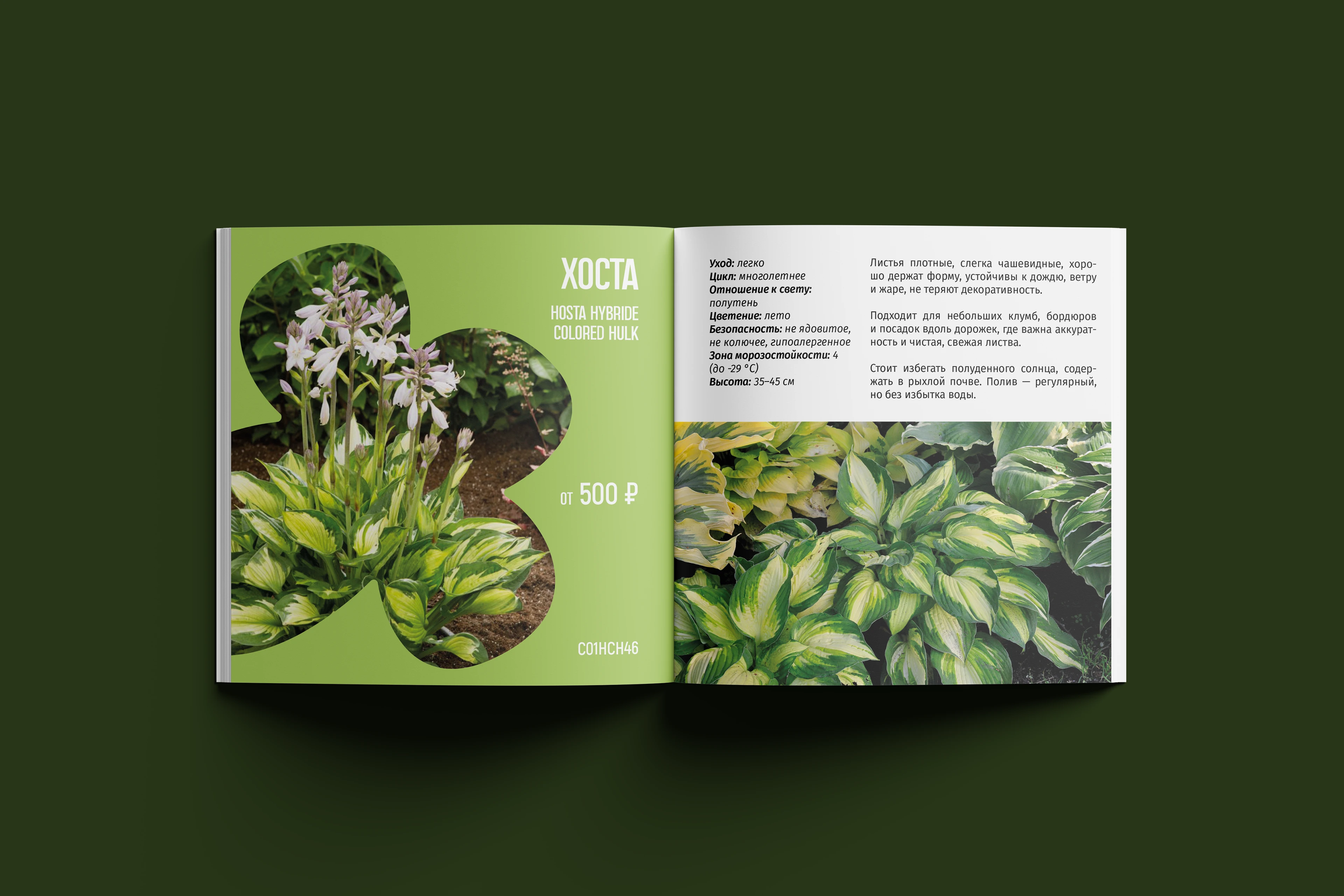 питомник «Братство Флоры» — Изображение №10 — Брендинг, Графика на Dprofile