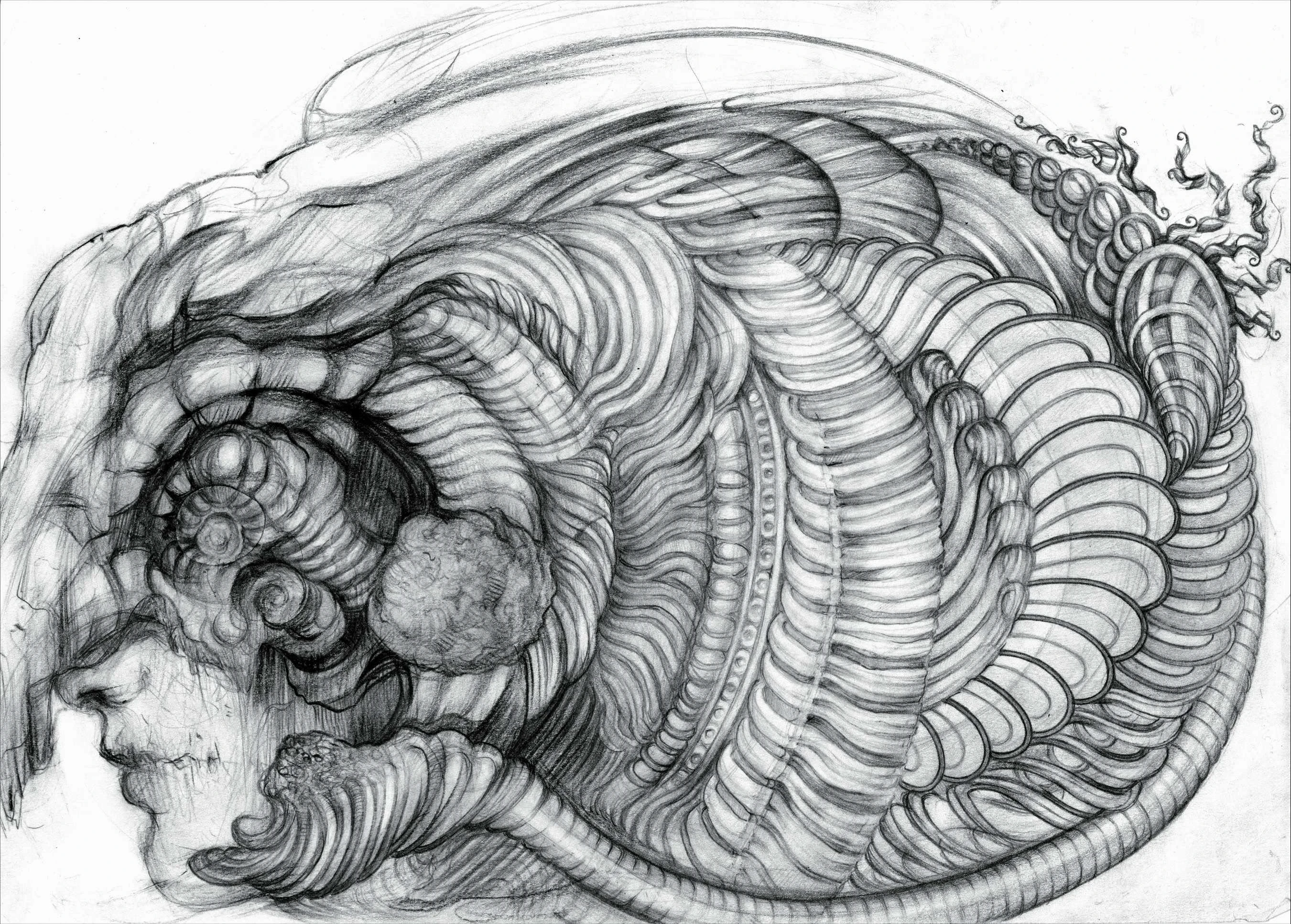 Серия «Морской бестиарий» | Иллюстрация| Illustration — Изображение №3 — Иллюстрация на Dprofile