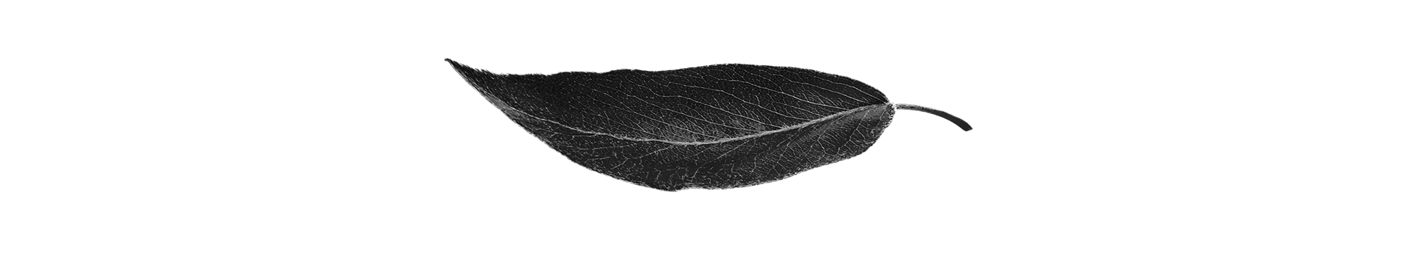 Чай. Иллюстрации в книгу — Изображение №9 — Иллюстрация, Графика на Dprofile