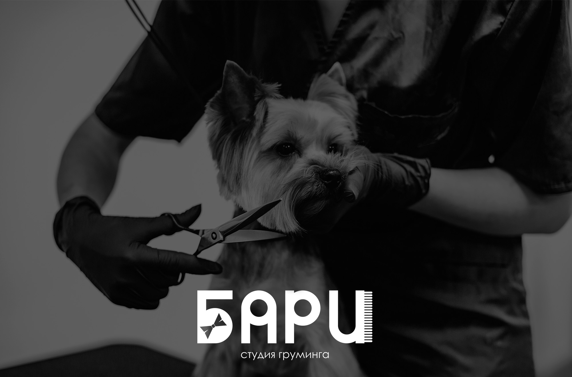 Логотип для студии груминга "БАРИ" — Изображение №3 — Брендинг, Графика на Dprofile