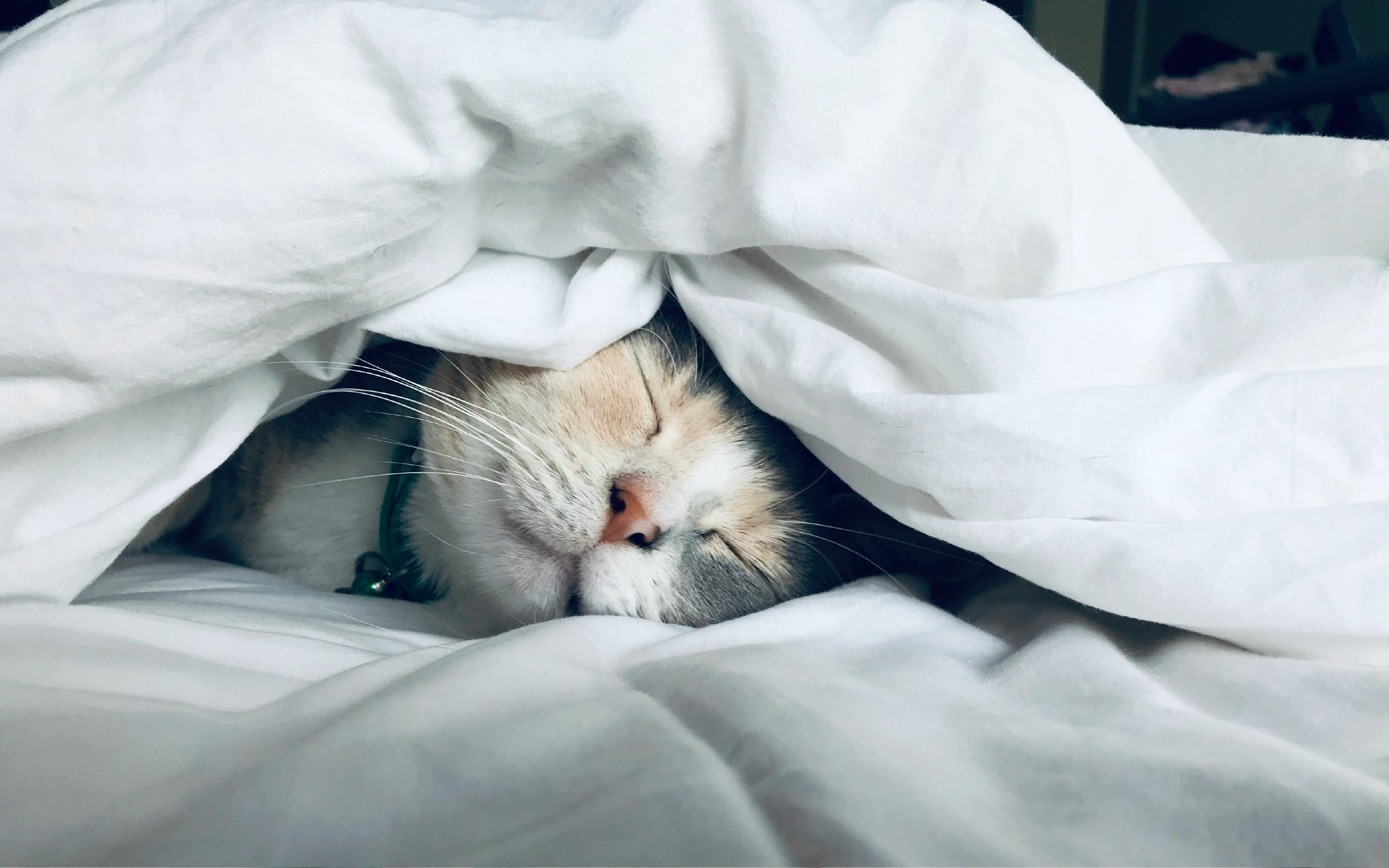 Упаковка корма для кошек — Изображение №5 — Брендинг, Иллюстрация на Dprofile