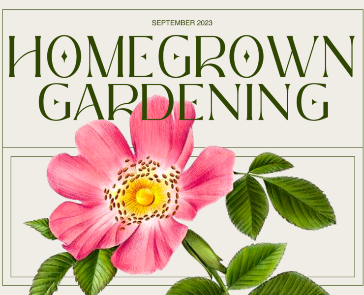 HOMEGROWN | Redesign concept на Dprofile