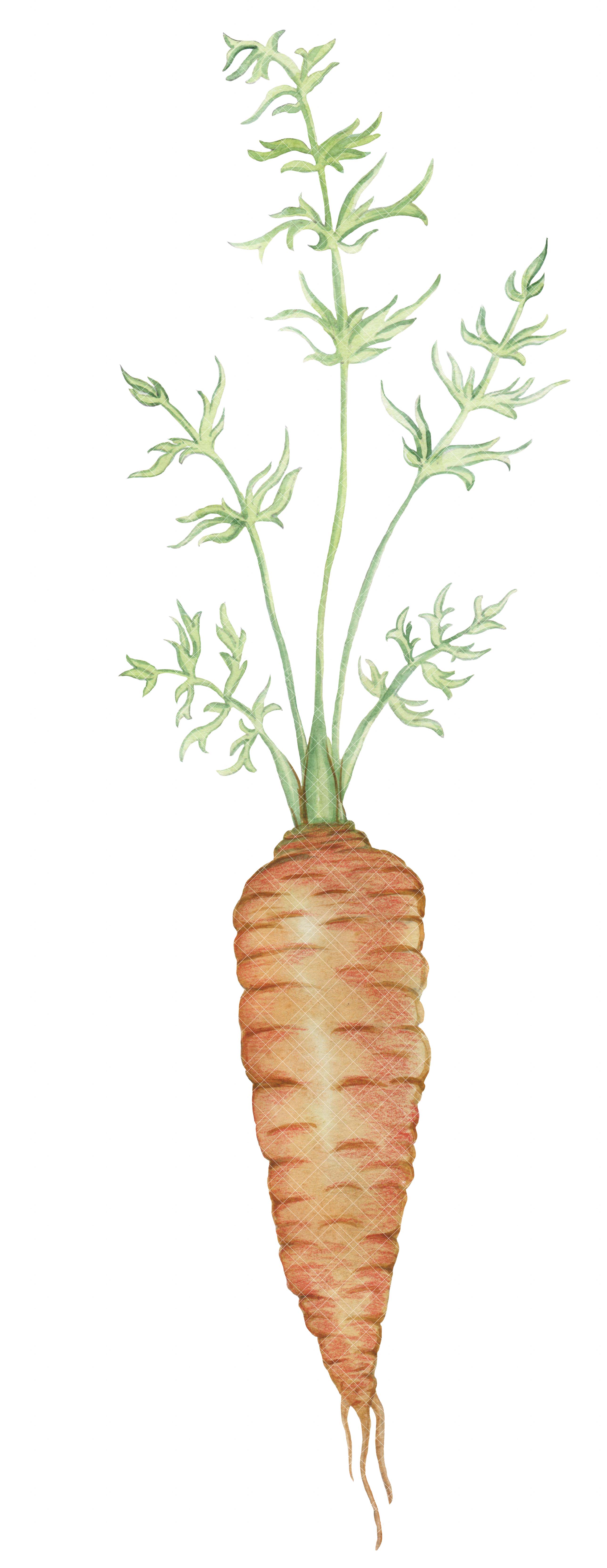 Бесшовный паттерн с морковкой — Изображение №7 — Иллюстрация, Графика на Dprofile