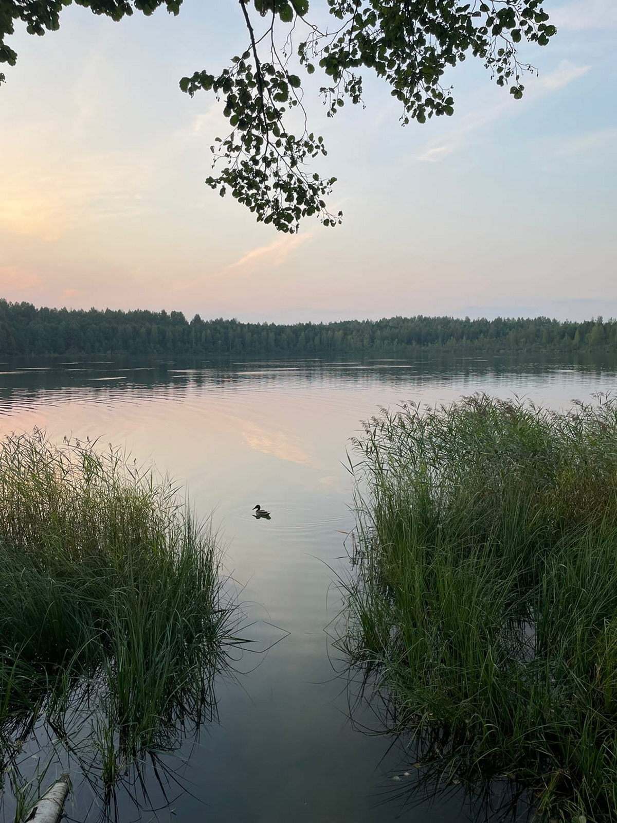 Festival of Pies and Food — Изображение №3 — Брендинг, Иллюстрация на Dprofile