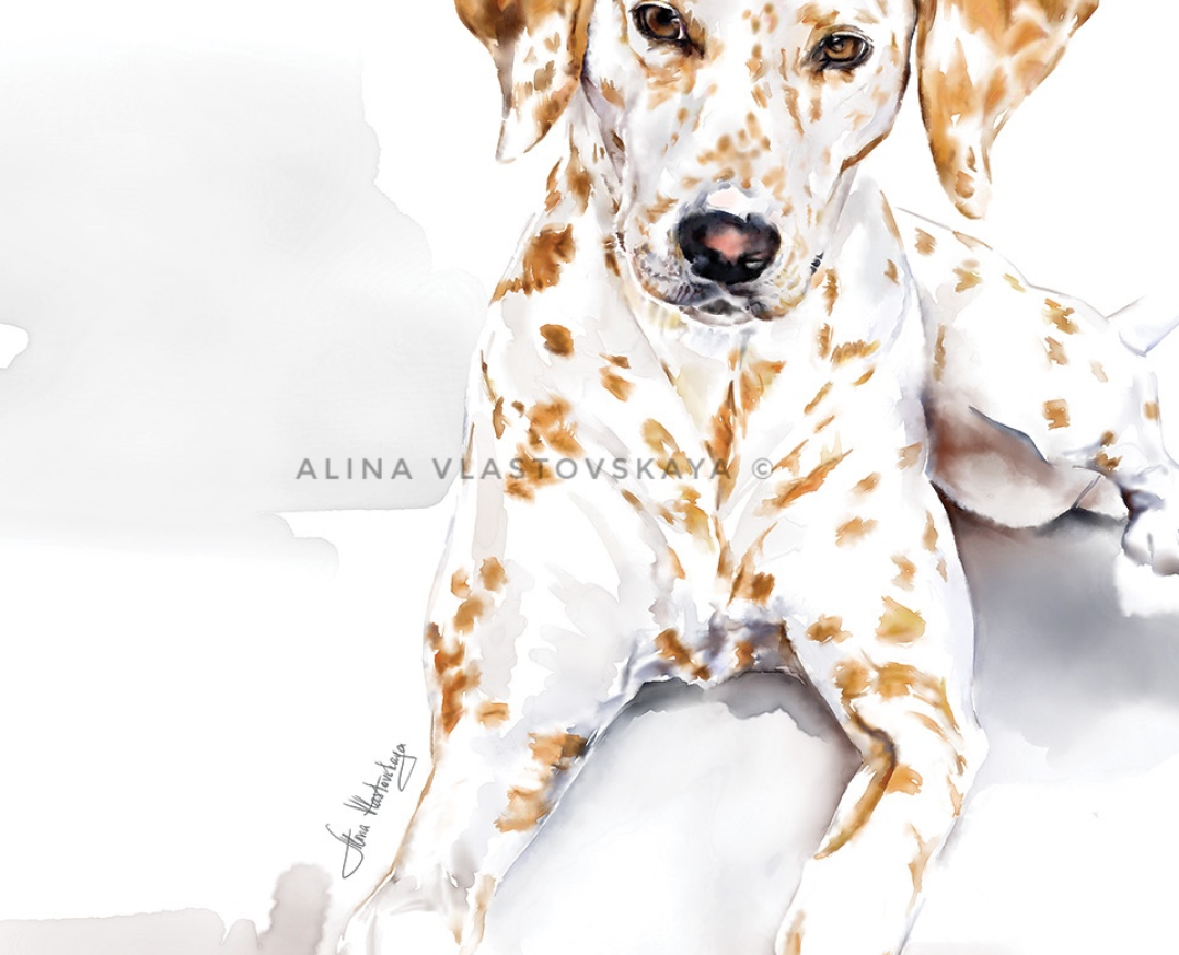 ginger dalmatian — Иллюстрация на Dprofile