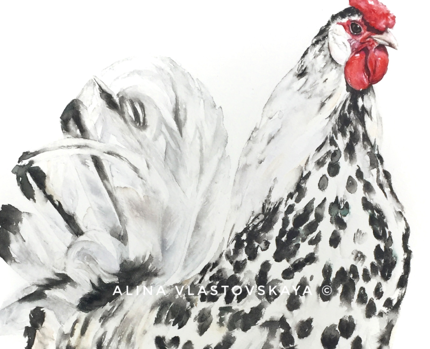 spotted rooster — Иллюстрация на Dprofile