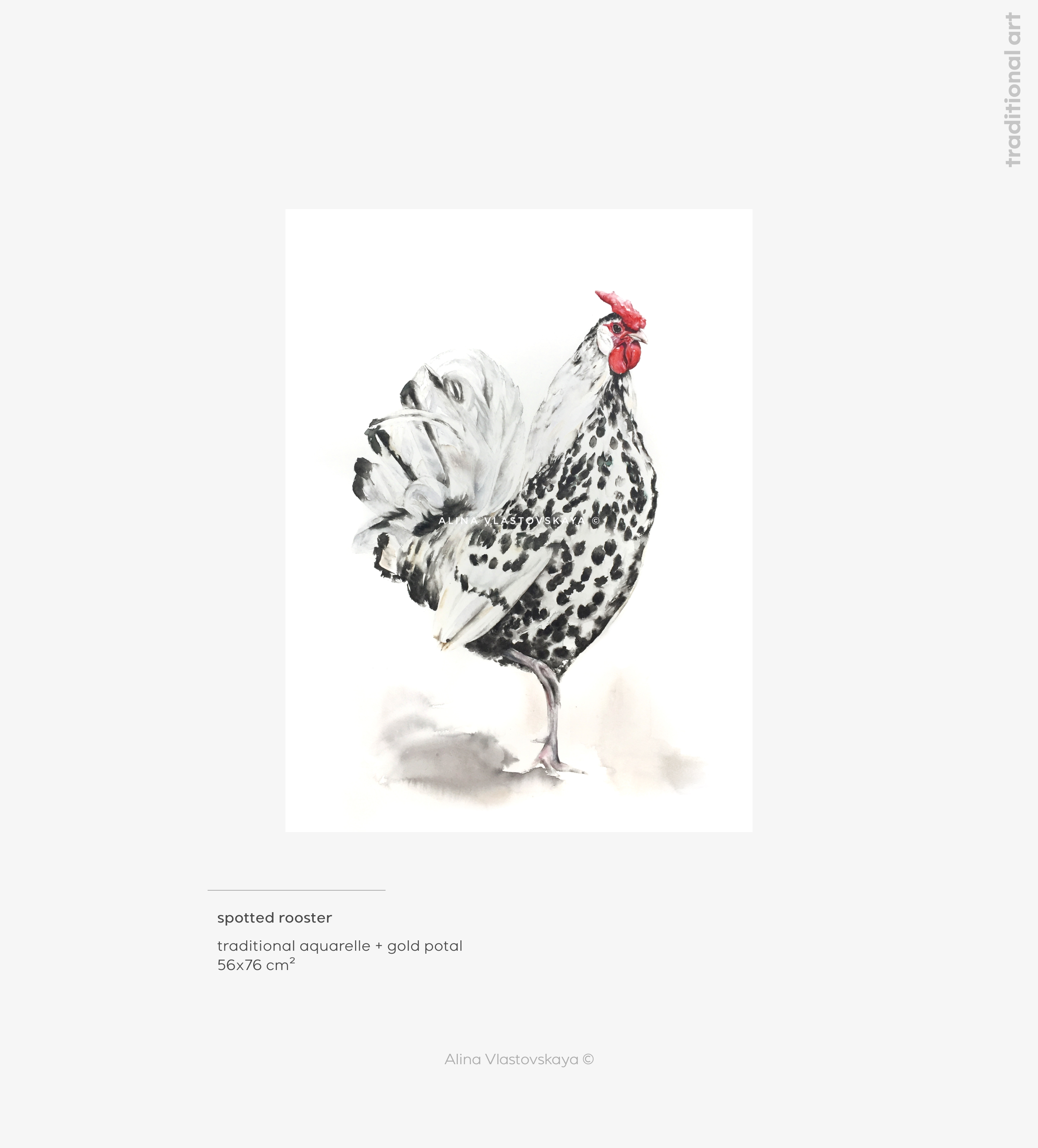spotted rooster — Изображение №1 — Иллюстрация на Dprofile