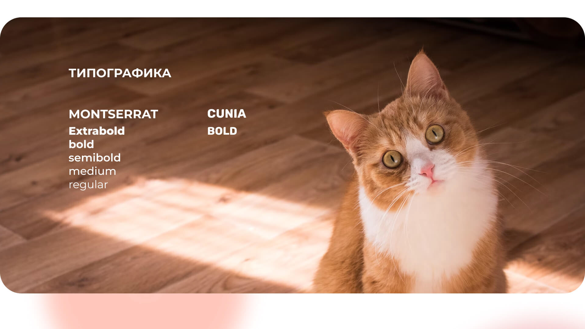 Landing page Cat Doctor — Изображение №8 — Интерфейсы на Dprofile