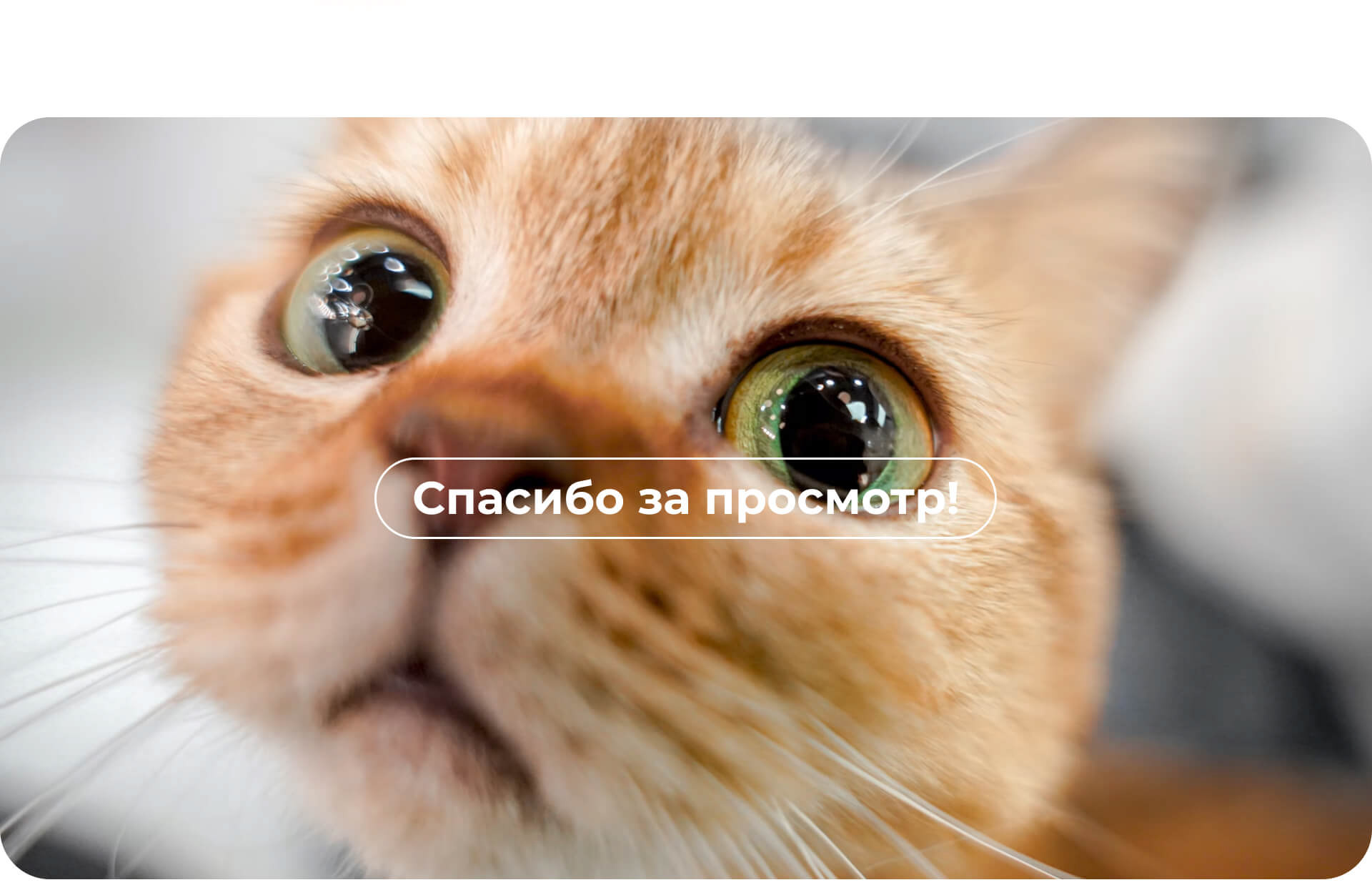 Landing page Cat Doctor — Изображение №13 — Интерфейсы на Dprofile