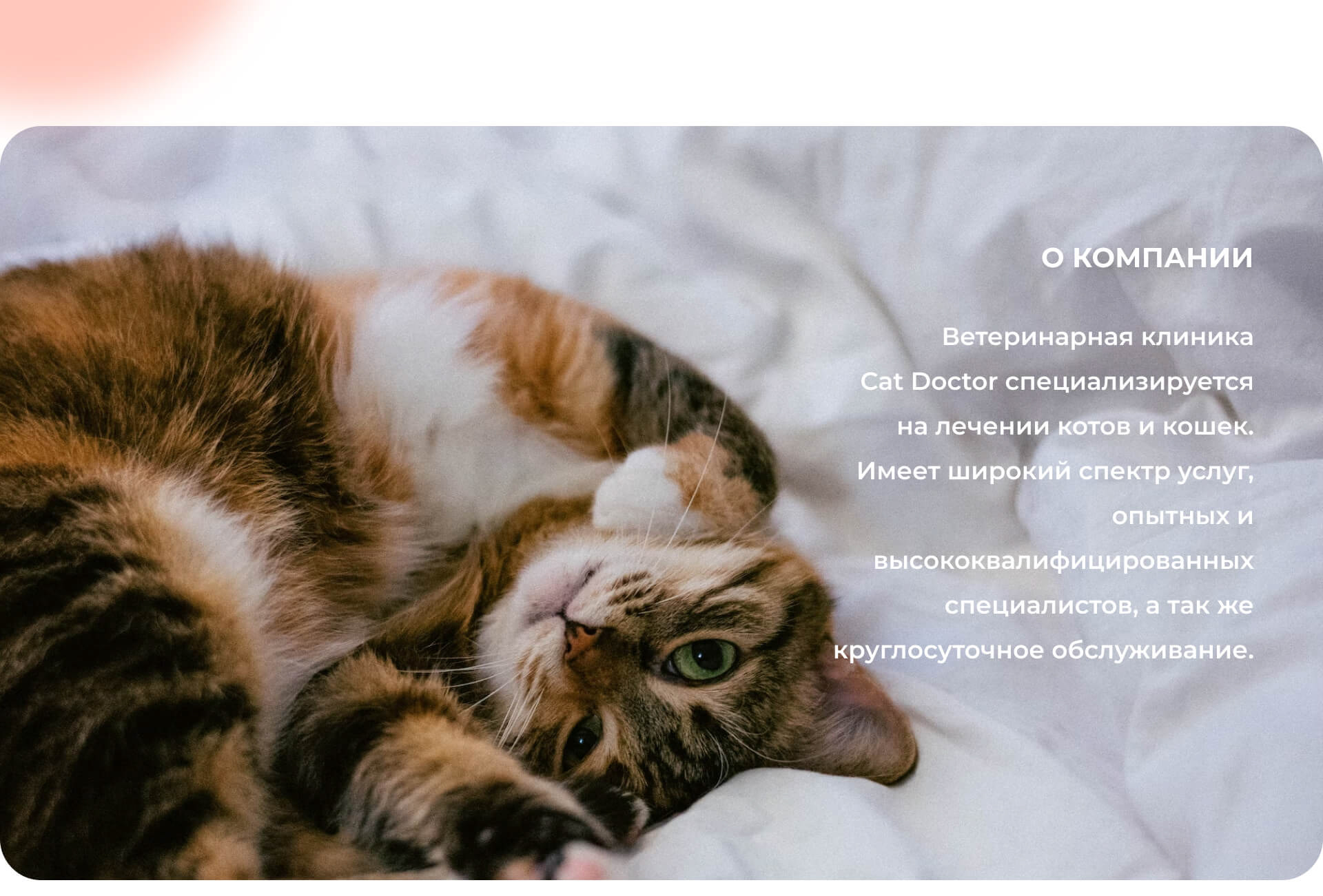 Landing page Cat Doctor — Изображение №2 — Интерфейсы на Dprofile