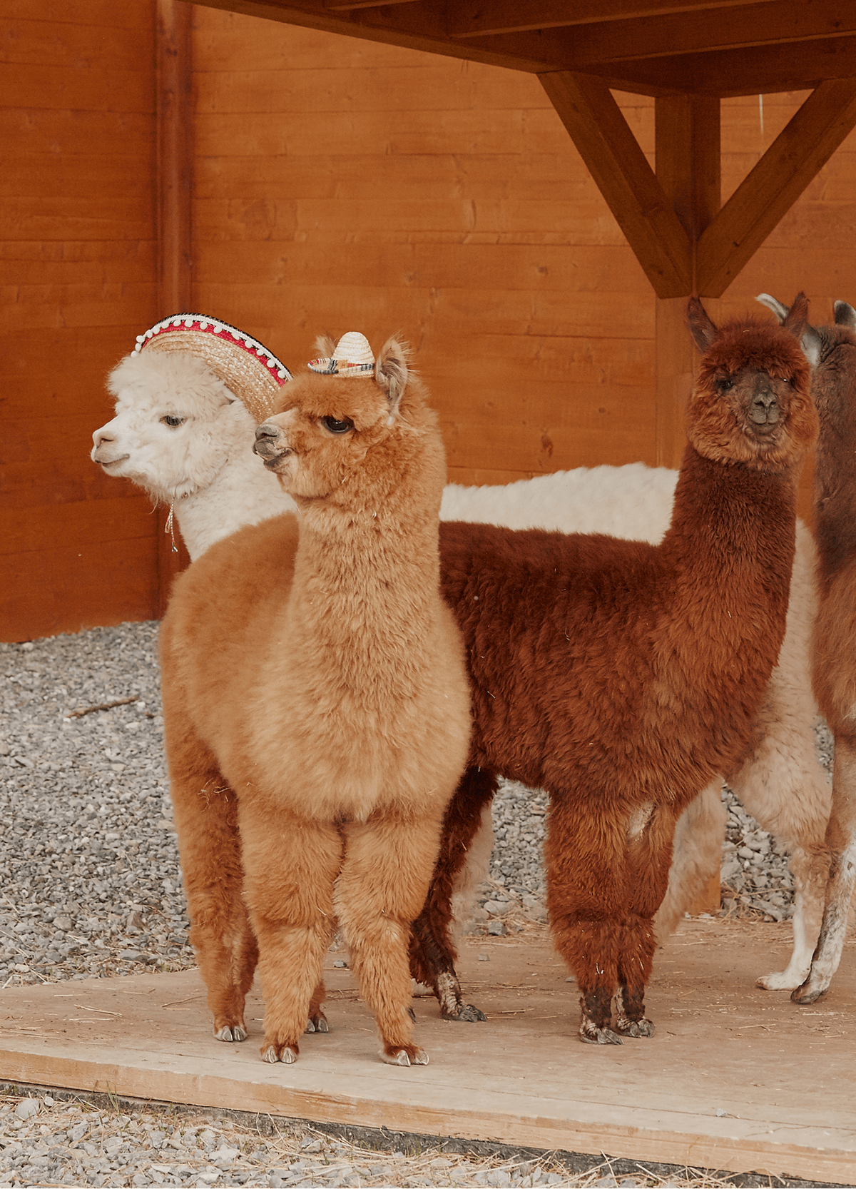 АЛЬПАКА ПАРК — Изображение №10 — Брендинг, Графика на Dprofile