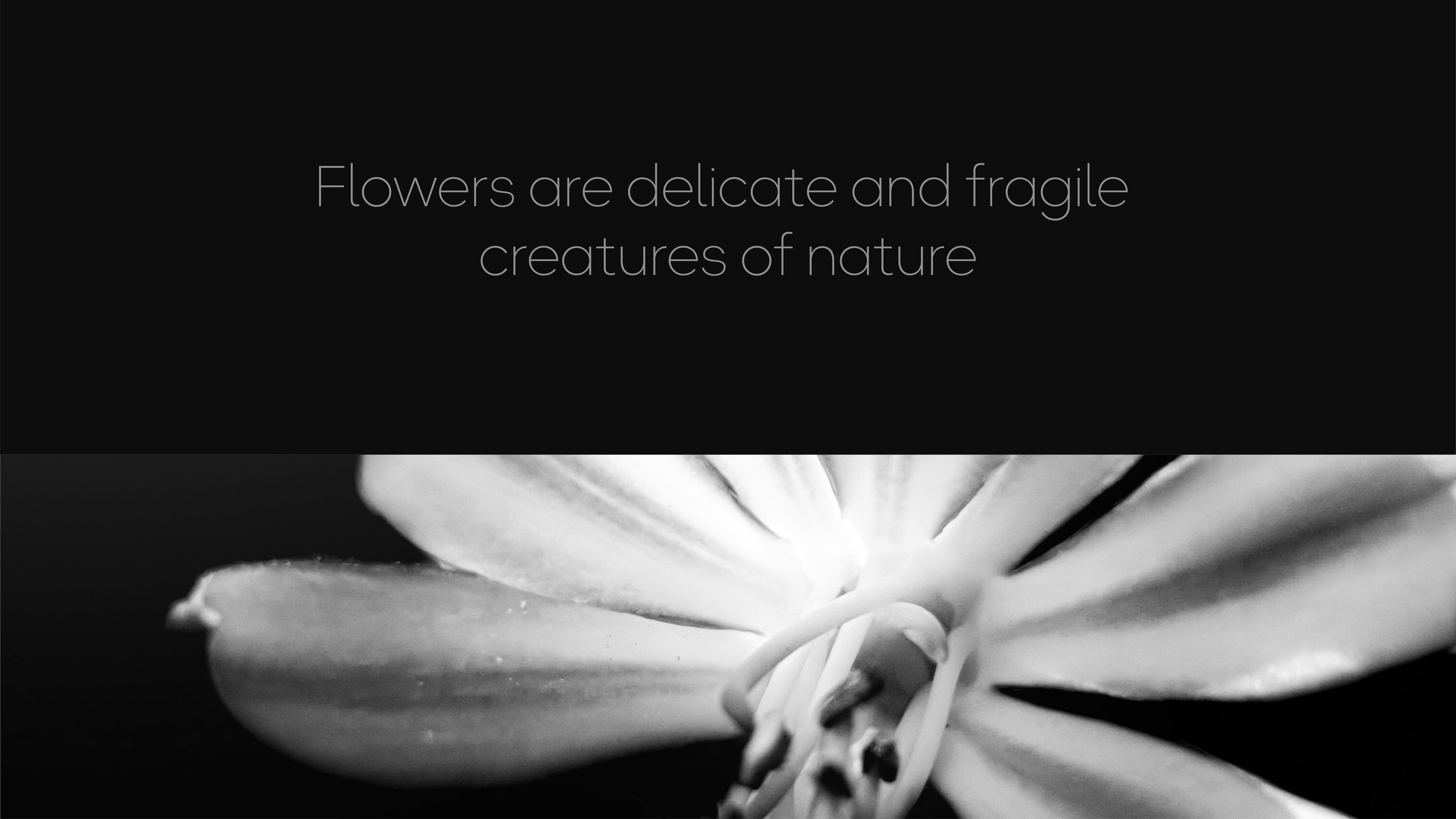 BLOMMA | flowers shop — Изображение №2 — Брендинг, Графика на Dprofile