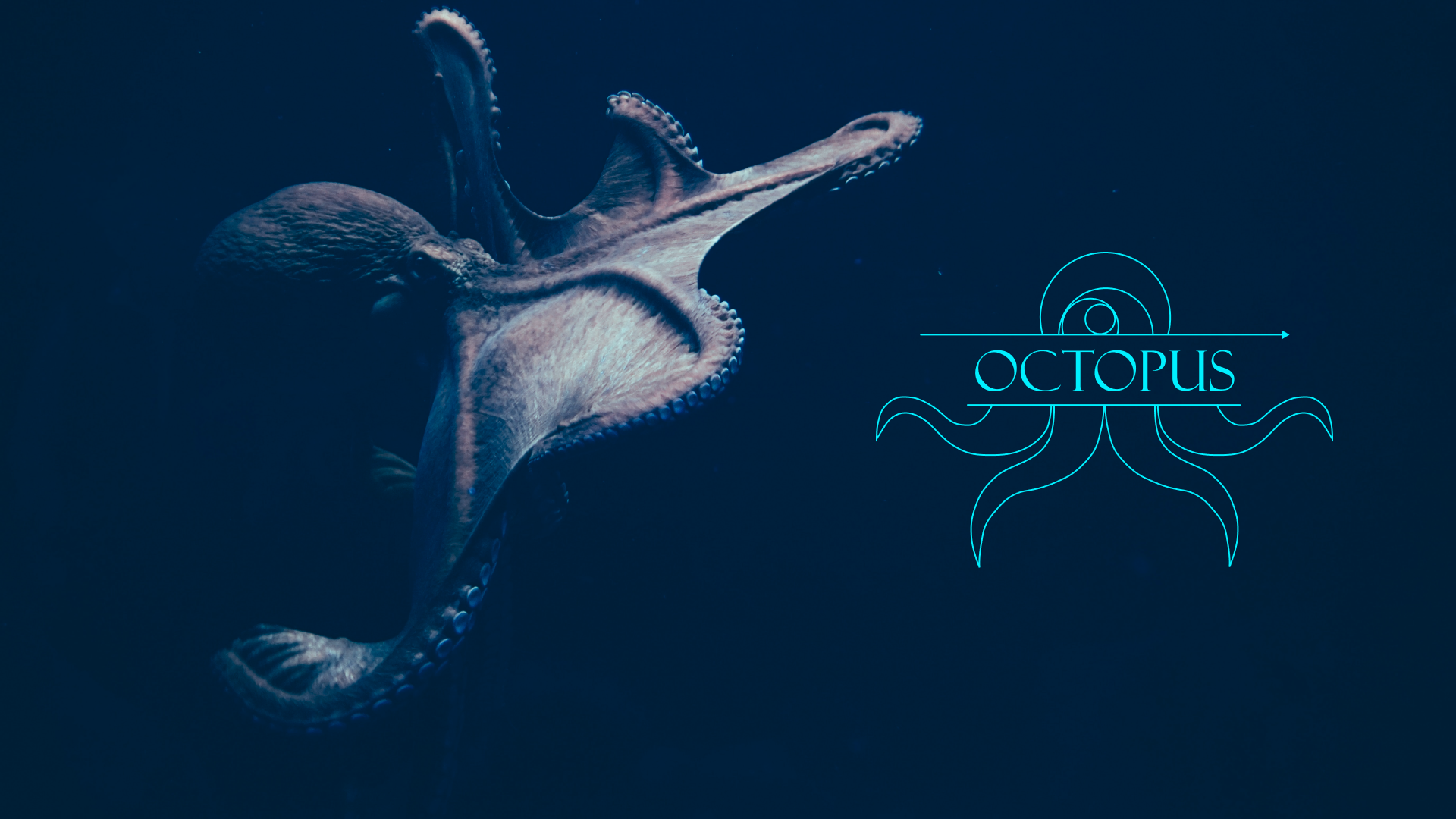 Octopus. Сеть магазинов морепродуктов и деликатесов — Изображение №1 — Брендинг, Иллюстрация на Dprofile