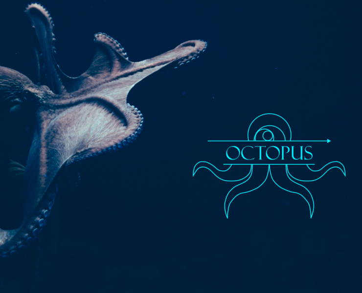 Octopus. Сеть магазинов морепродуктов и деликатесов на Dprofile