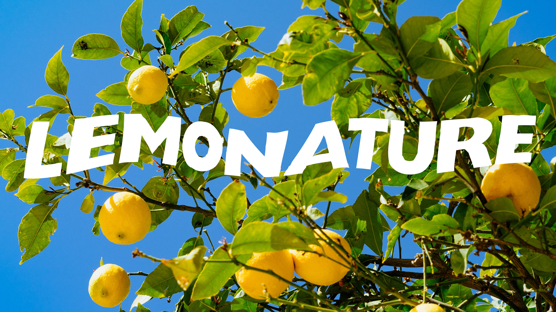 Упаковка лимонадов LEMONATURE | брендинг и айдентика — Изображение №2 — Брендинг, Графика на Dprofile