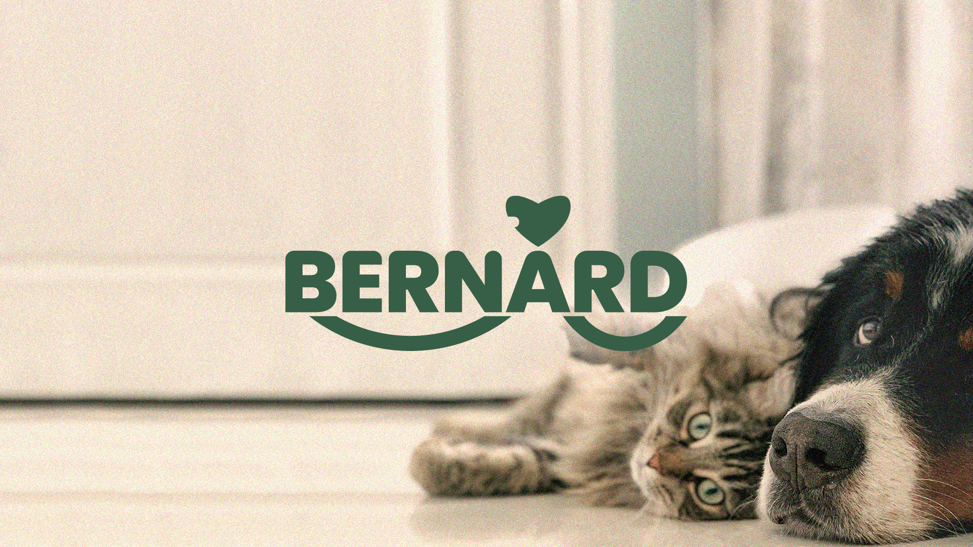 Bernard | Фирменный стиль — Изображение №1 — Брендинг, Графика на Dprofile