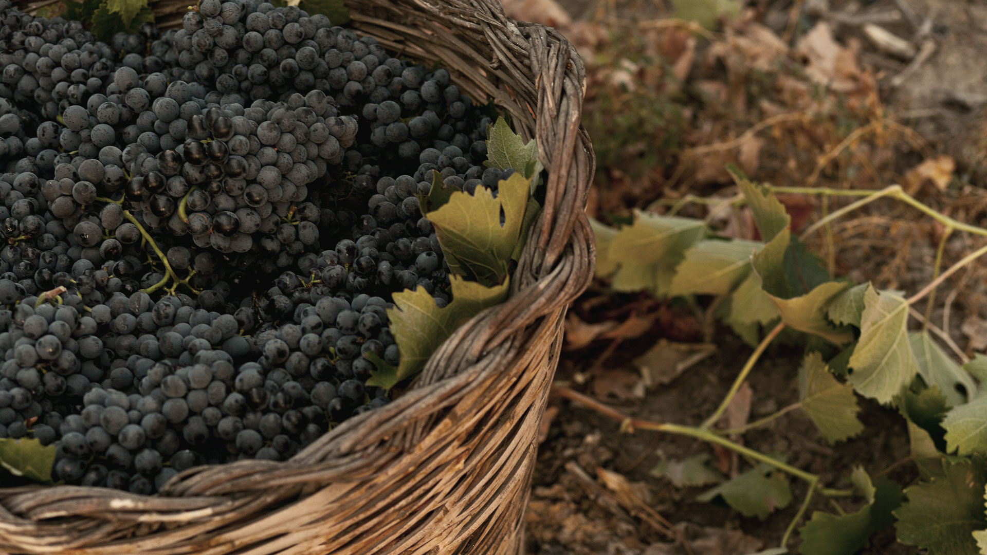 Zinfandel. Невероятные приключения одного сорта — Изображение №6 — Анимация, Интерфейсы на Dprofile