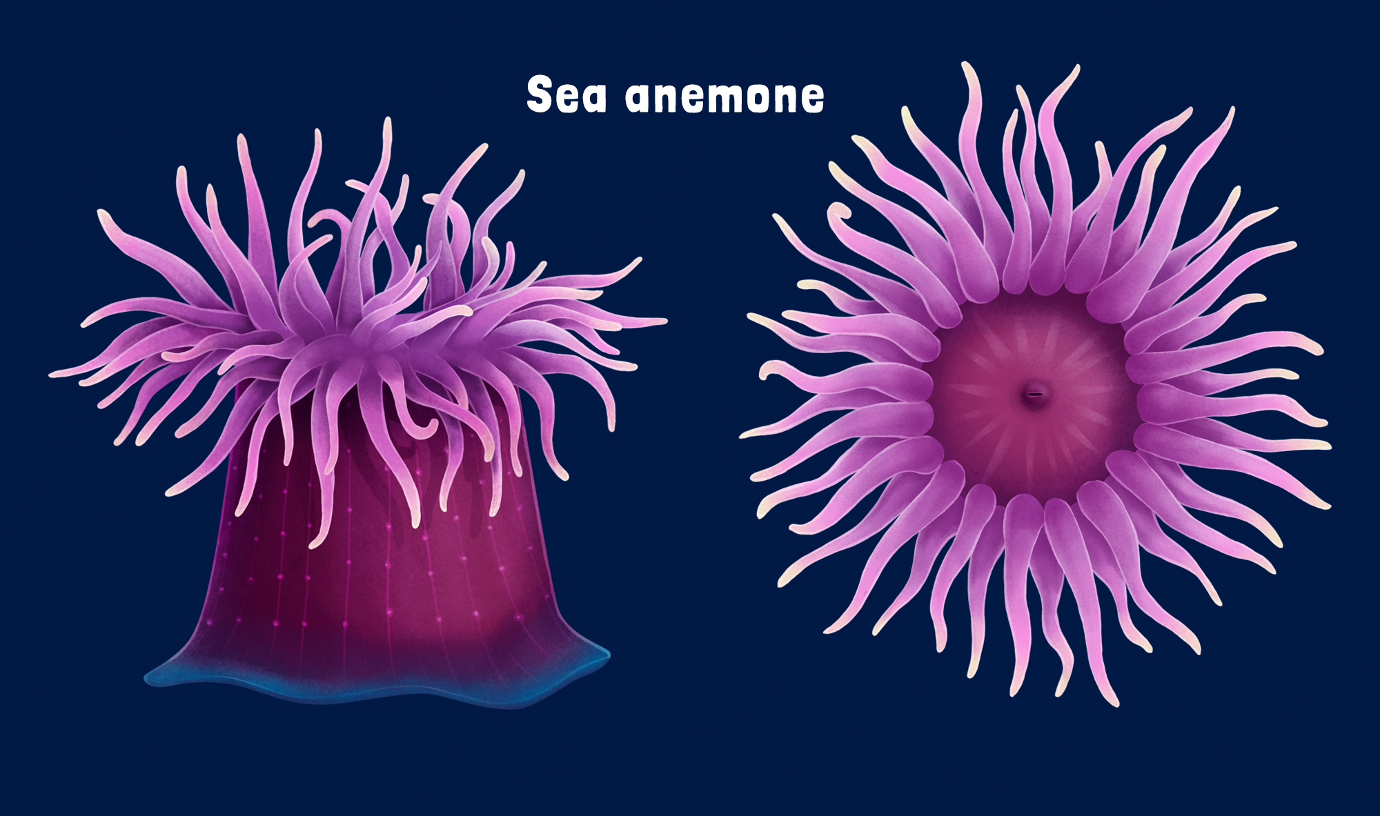 Sea animals concept art — Изображение №9 — Иллюстрация на Dprofile