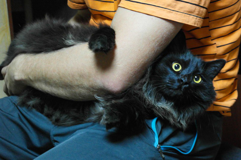 Логотип языковой мастерской «Аструм» — Изображение №4 — Брендинг, Графика на Dprofile