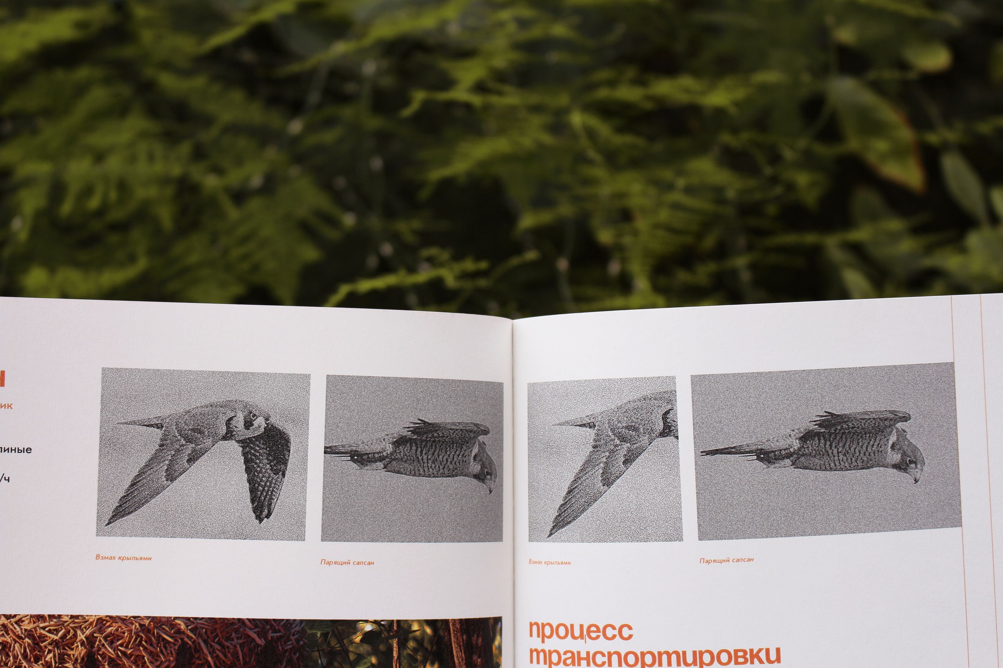 Руководство строителя птичьей мастерской «По гнезду!» — Изображение №22 — Брендинг, Графика на Dprofile