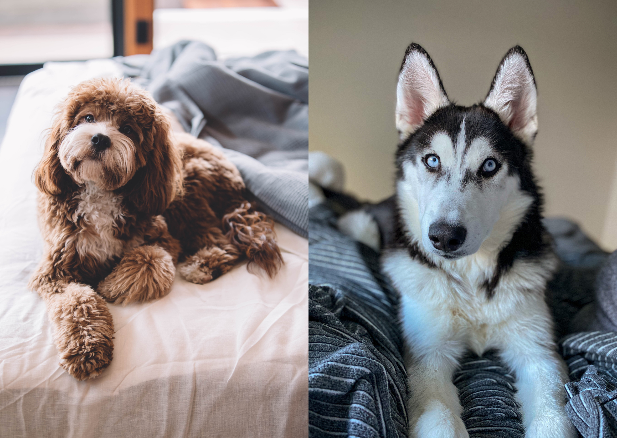 Логотип для груминг салона — Изображение №6 — Брендинг на Dprofile