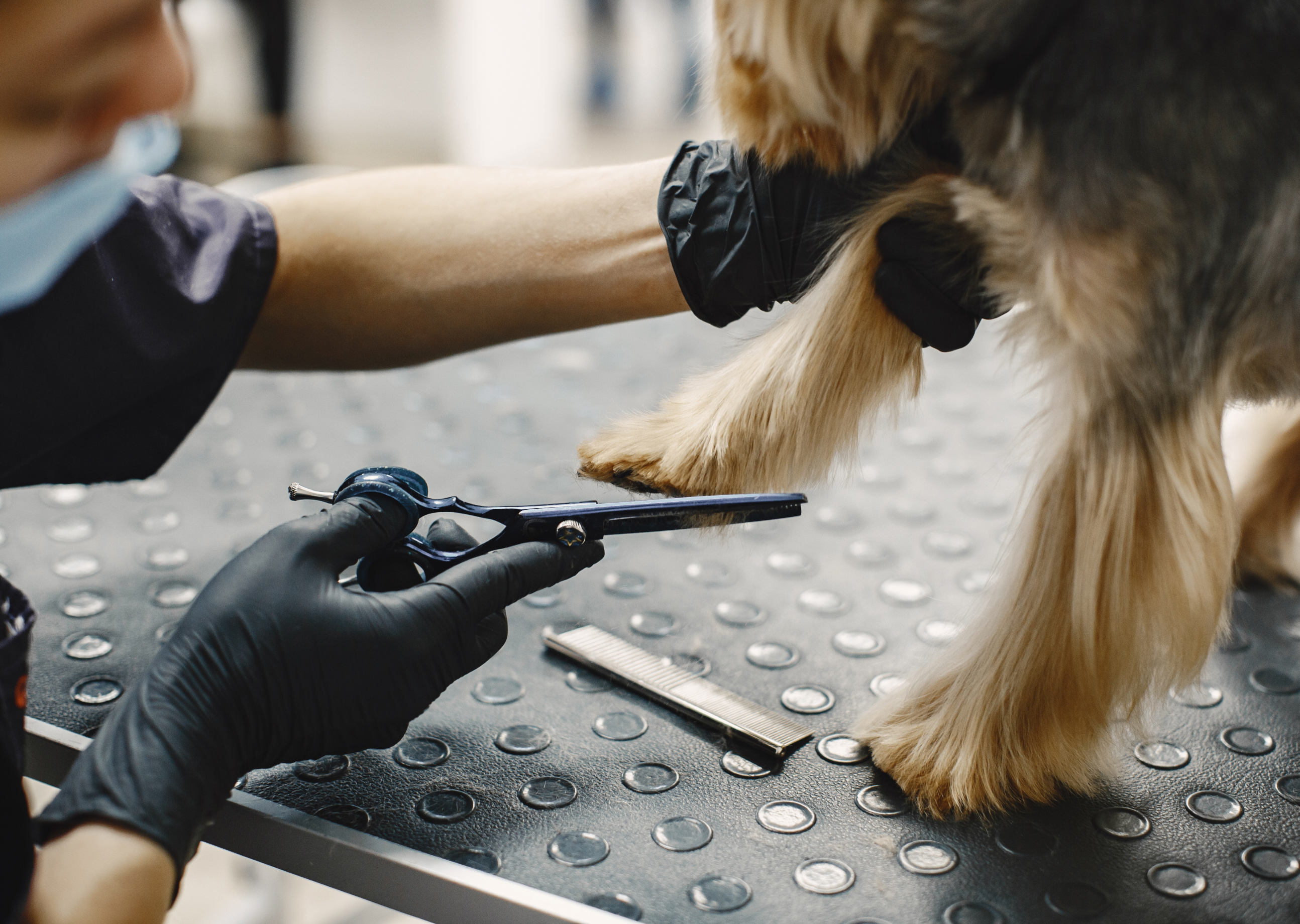 Логотип для груминг салона — Изображение №2 — Брендинг на Dprofile