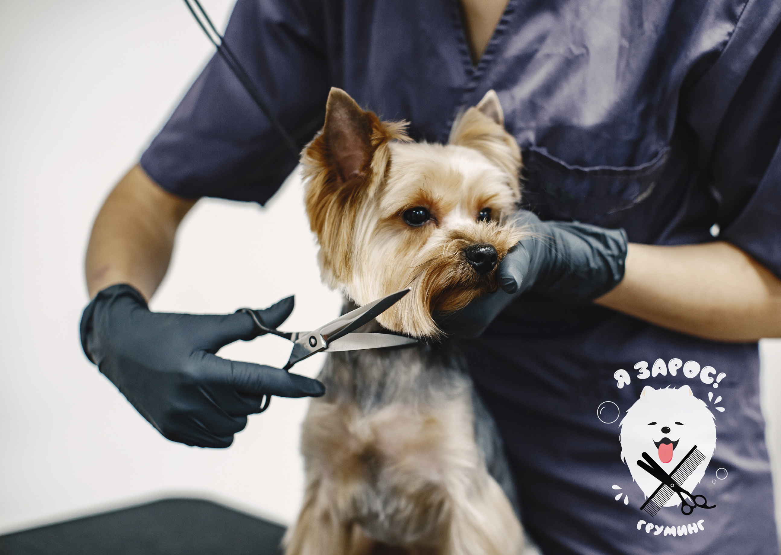 Логотип для груминг салона — Изображение №1 — Брендинг на Dprofile